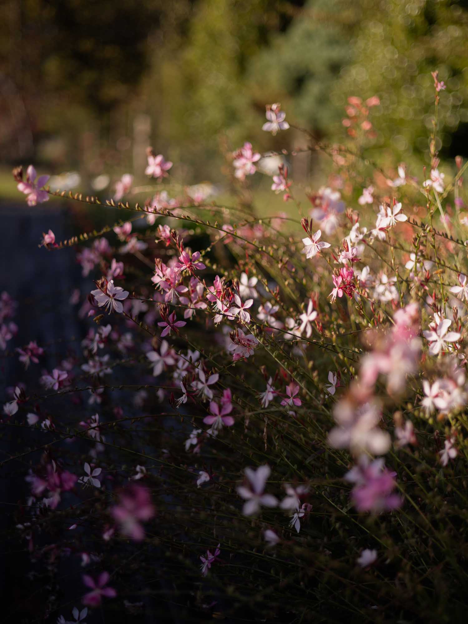 GAURA - Emmeline Pink Bouquet - PLANTS