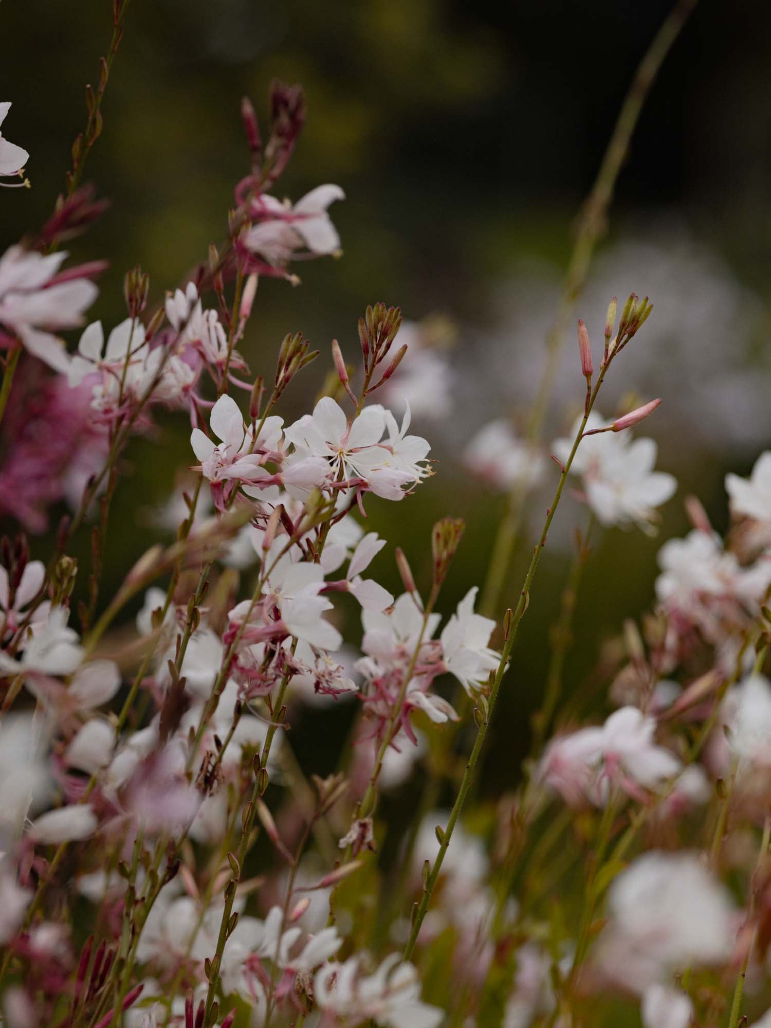 GAURA - Emmeline White - PLANTS