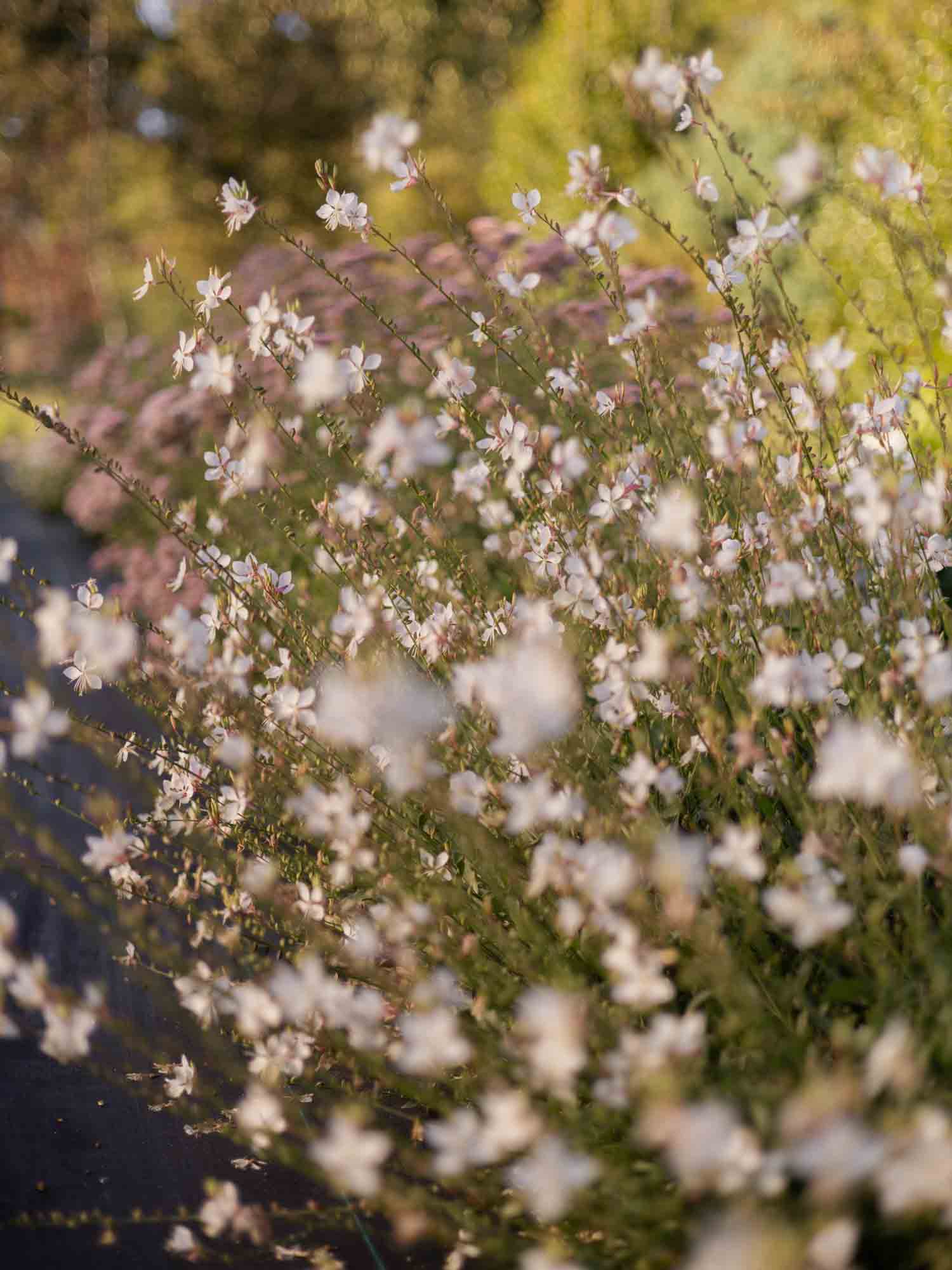 GAURA - Emmeline White - PLANTS