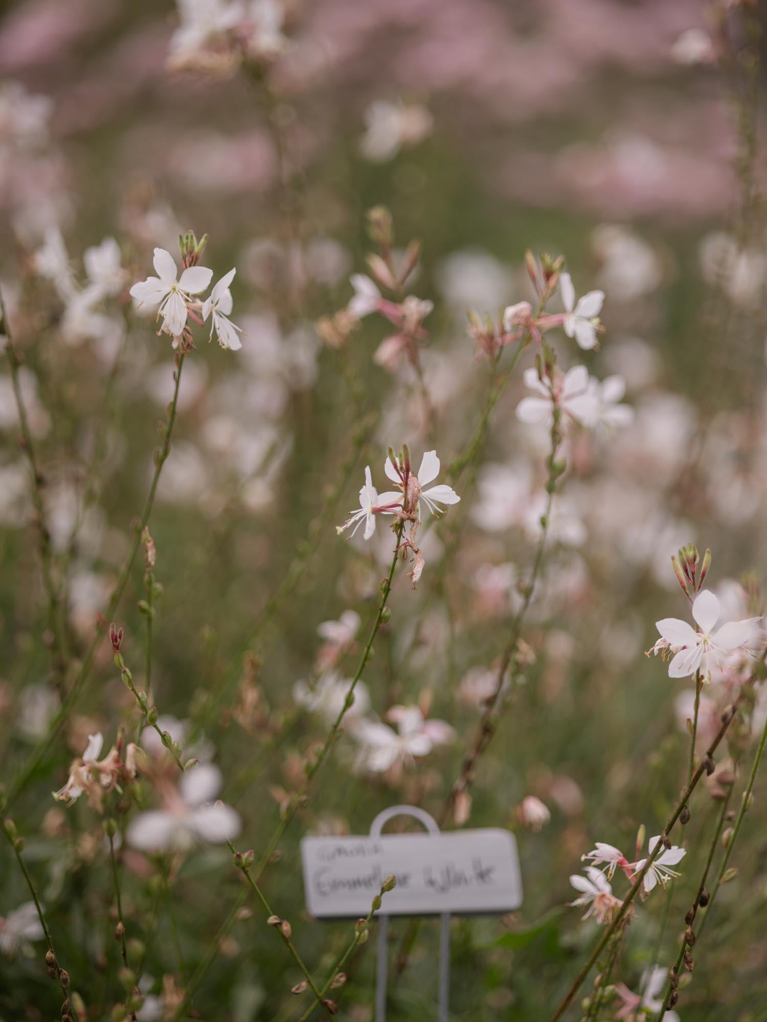 GAURA - Emmeline White - PLANTS