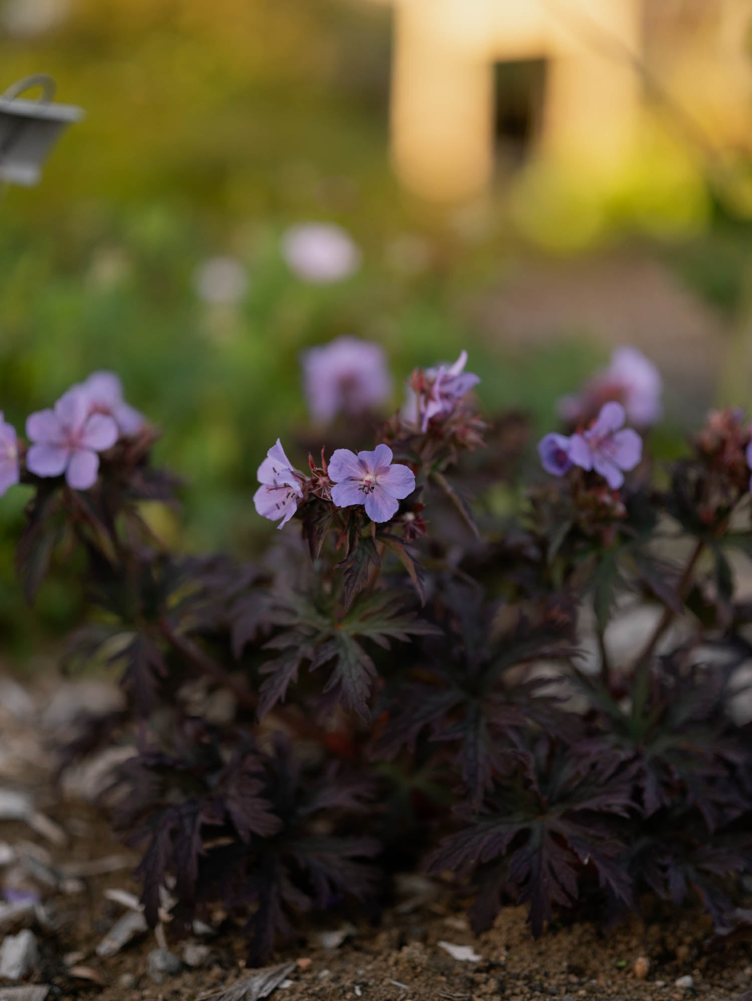 GERANIUM pratense - Dark Reiter - PLANTS