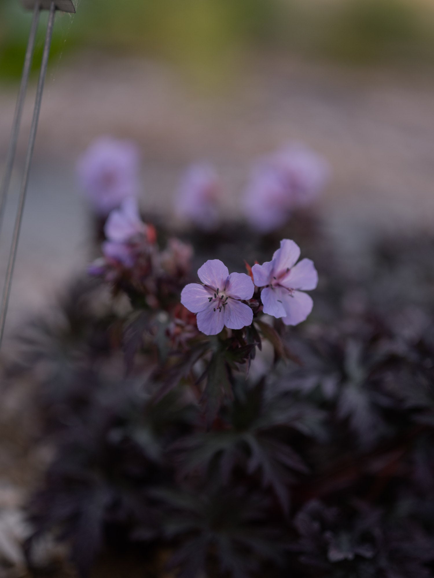 GERANIUM pratense - Dark Reiter - PLANTS