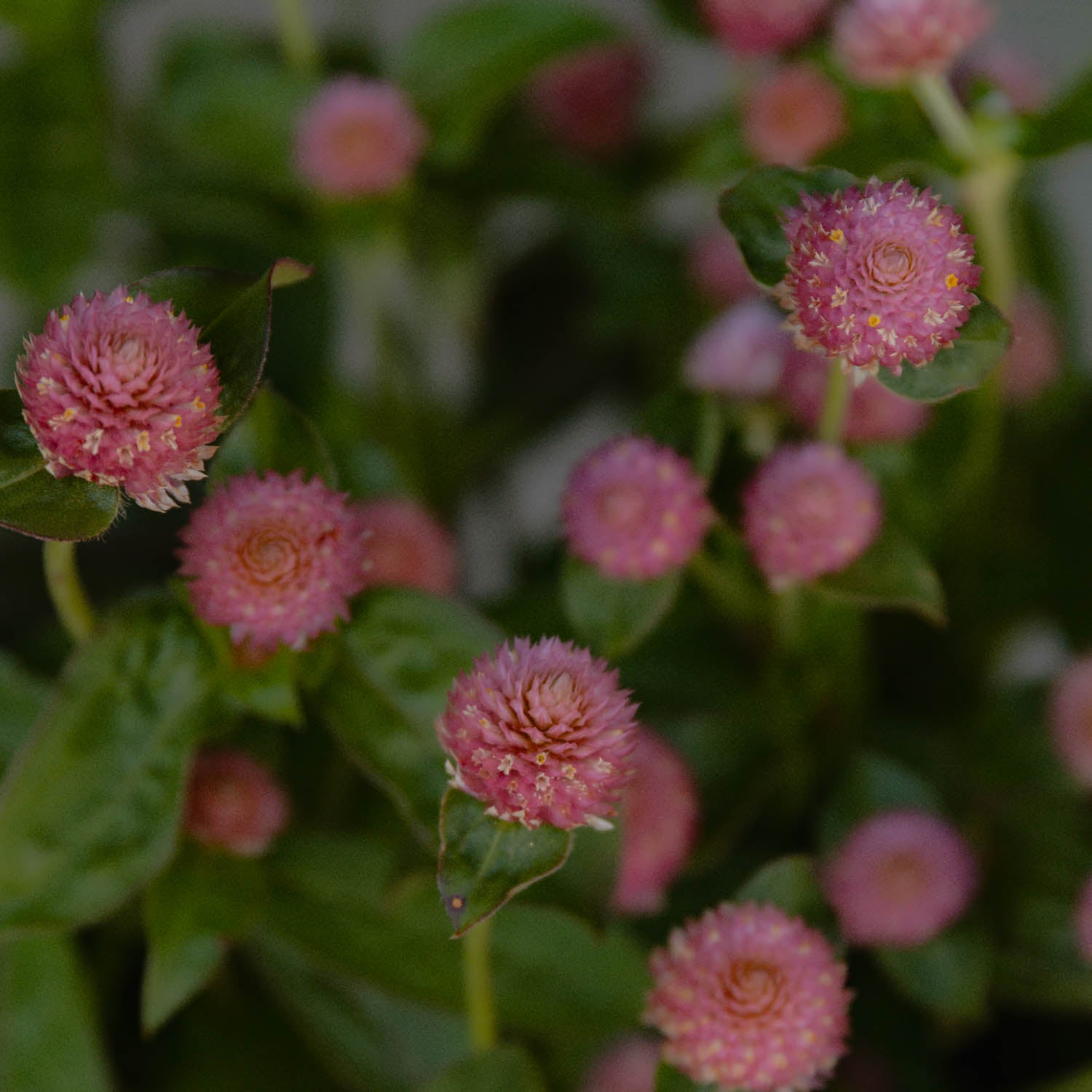 Gomphrena - Raspberry Cream