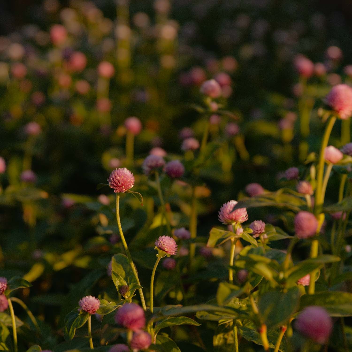 Gomphrena - Raspberry Cream