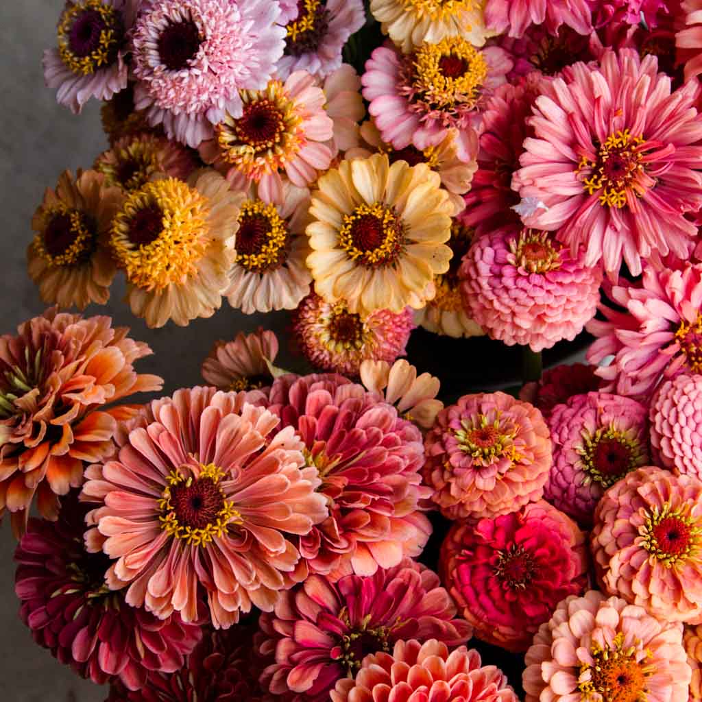 GROW: Summer Flowers -- Sunday 15 October