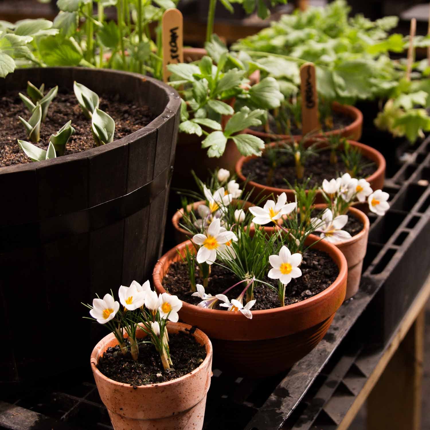 GROW: Spring in Pots -- Saturday 25 May