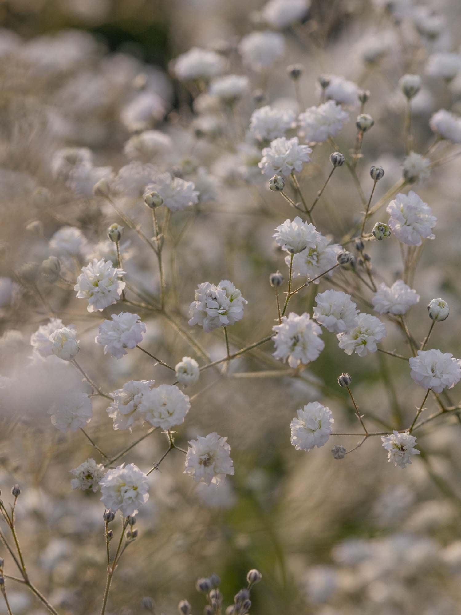 GYPSOPHILA - 'Snowflake' - PLANTS