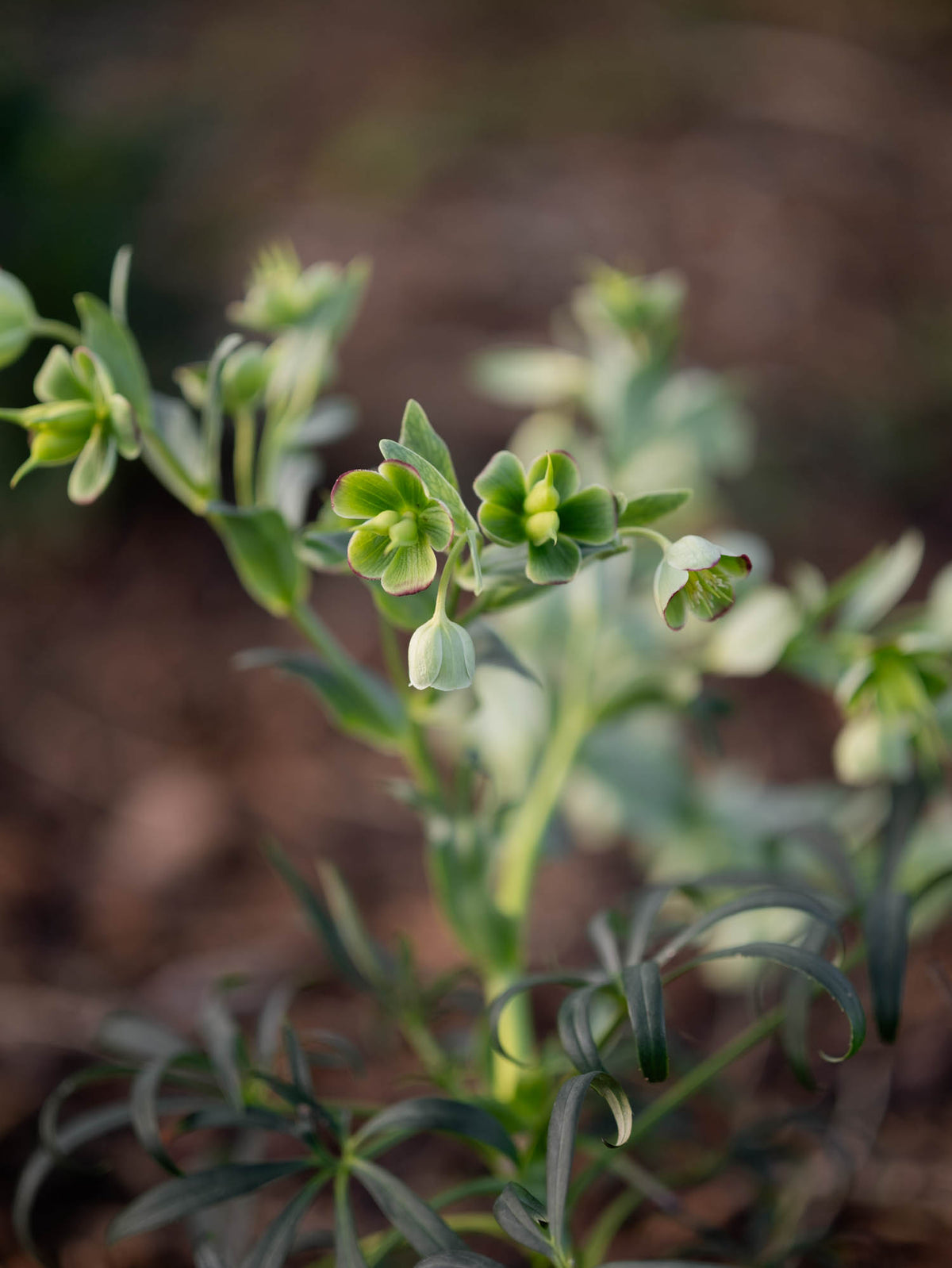 HELLEBORUS - foetidus - PLANTS