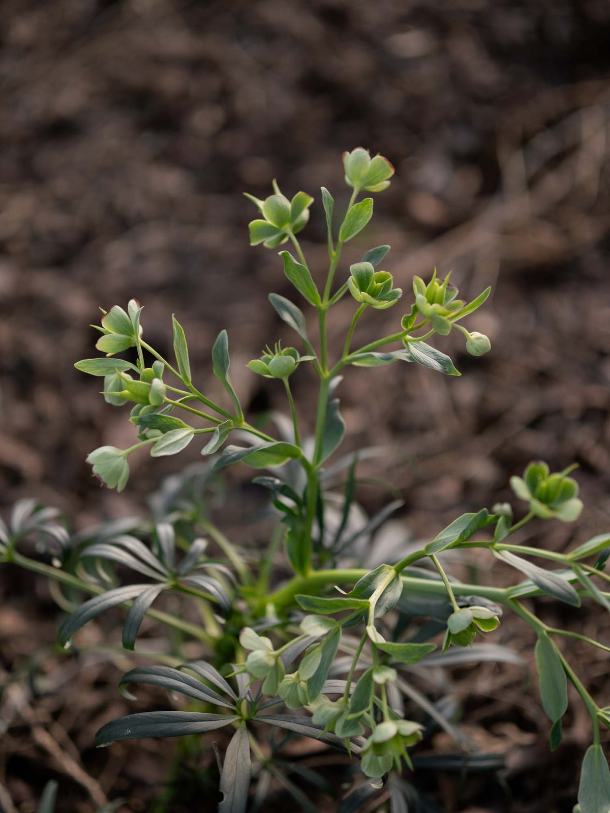 HELLEBORUS - foetidus - PLANTS