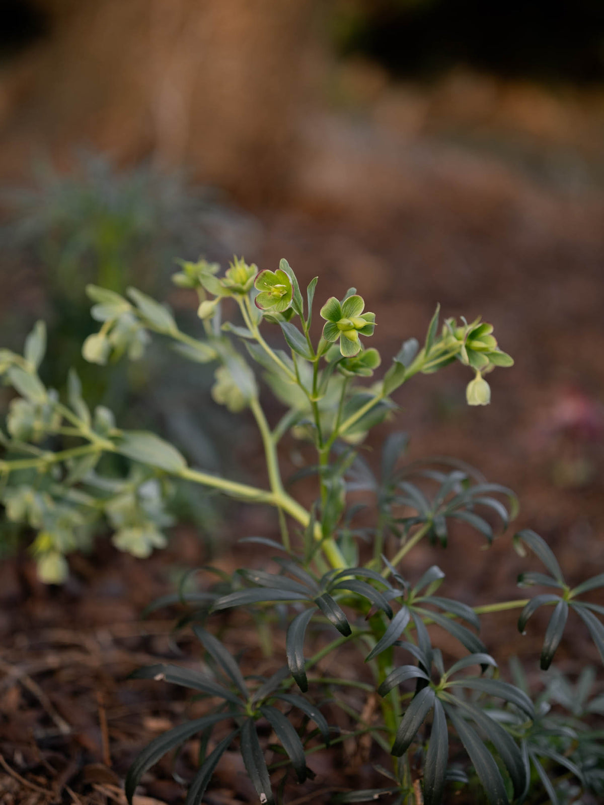 HELLEBORUS - foetidus - PLANTS
