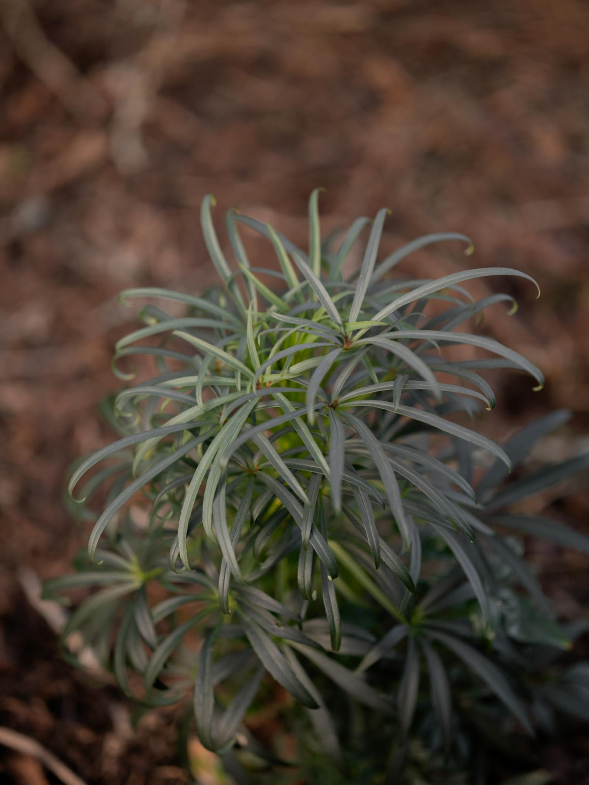HELLEBORUS - foetidus - PLANTS