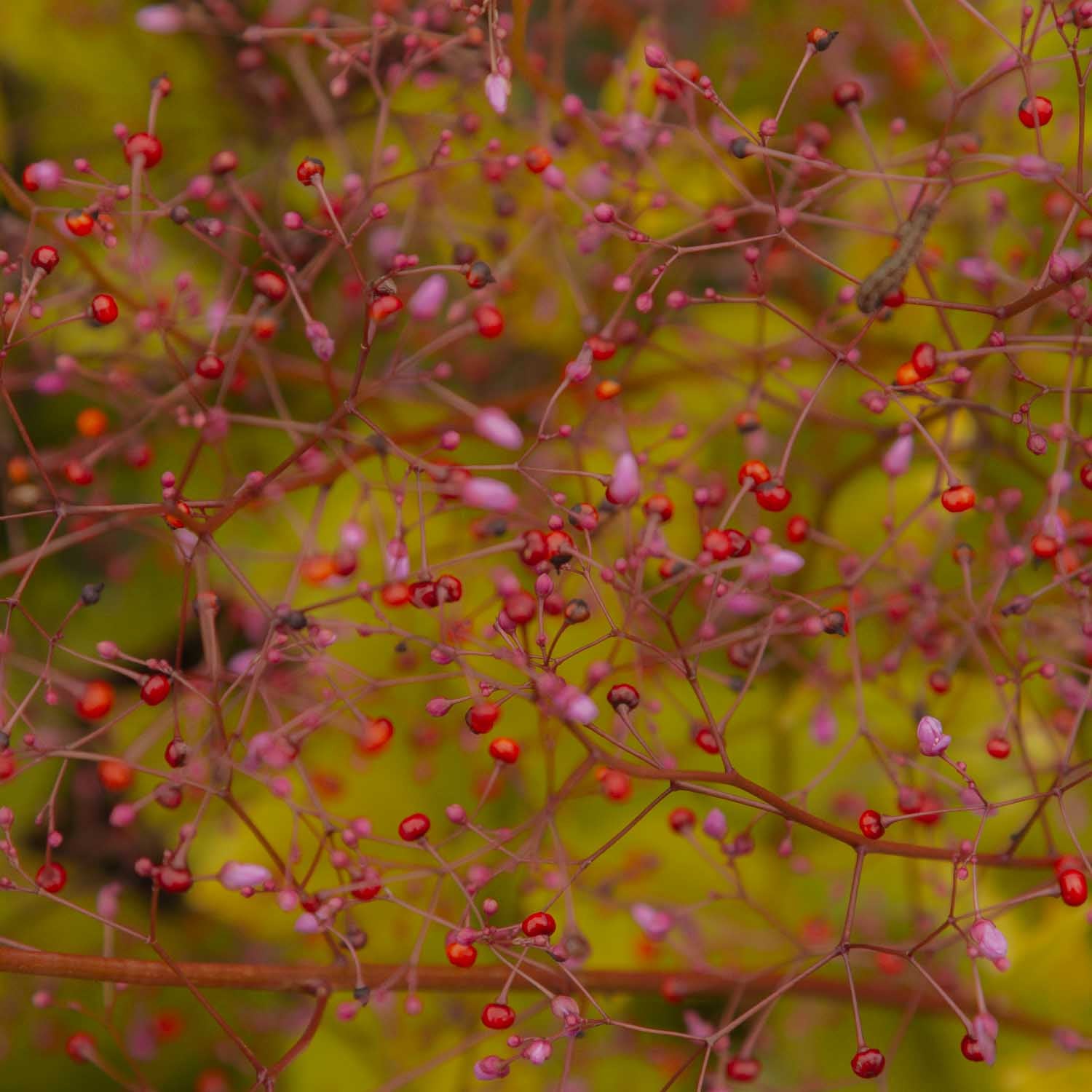 JEWELS OF OPAR - Limon - PLANTS