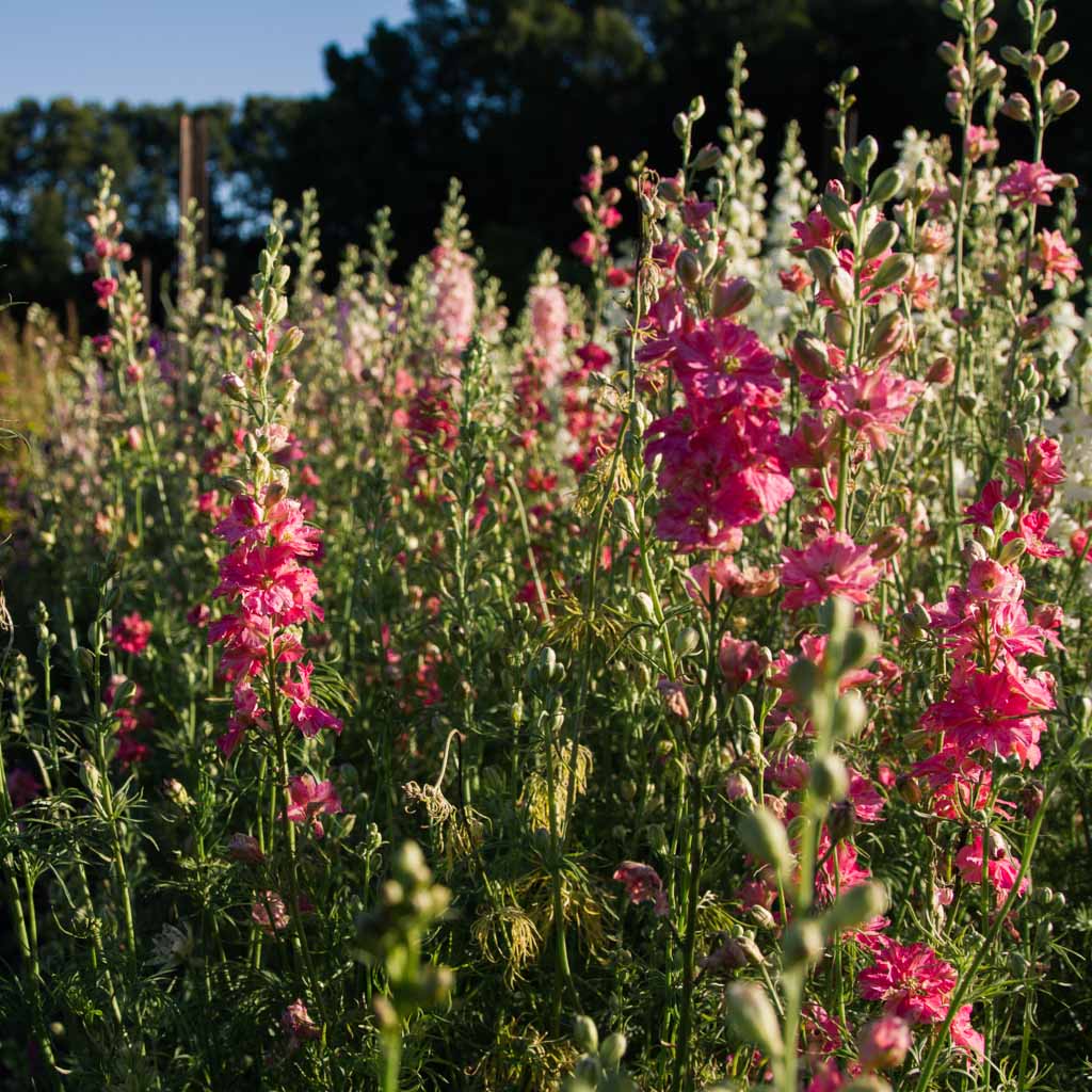 LARKSPUR - Carmine - PLANTS