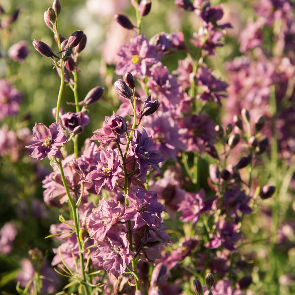 LARKSPUR - Misty Lavender - PLANTS