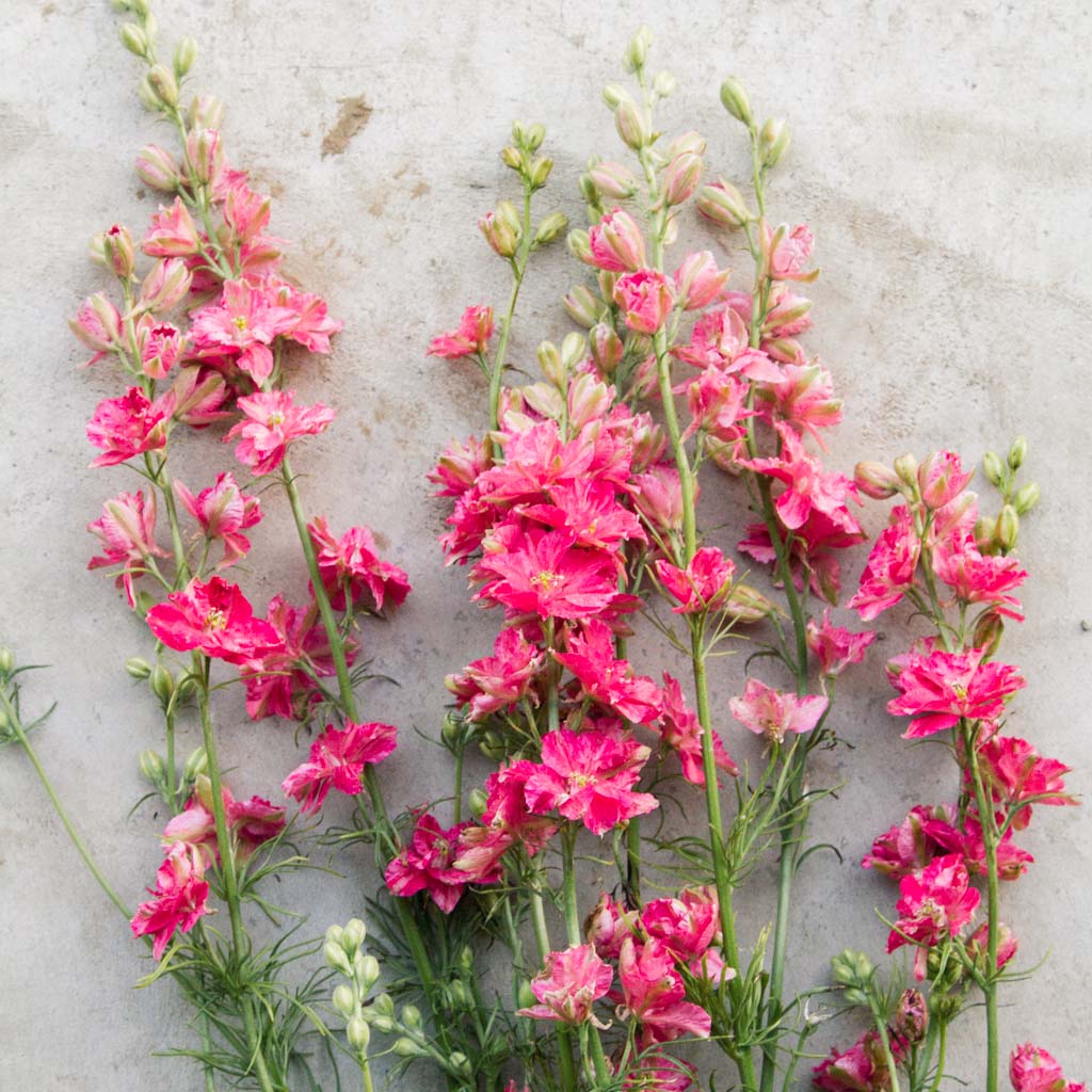 LARKSPUR - Carmine - PLANTS