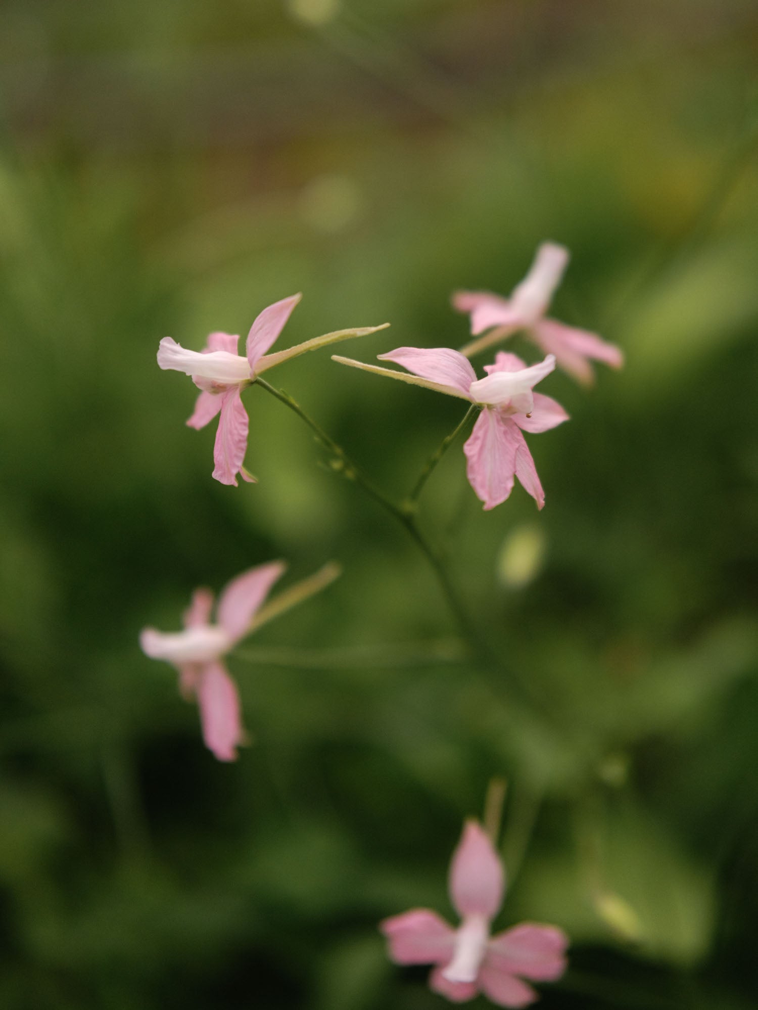 Larkspur - Cloud Pink