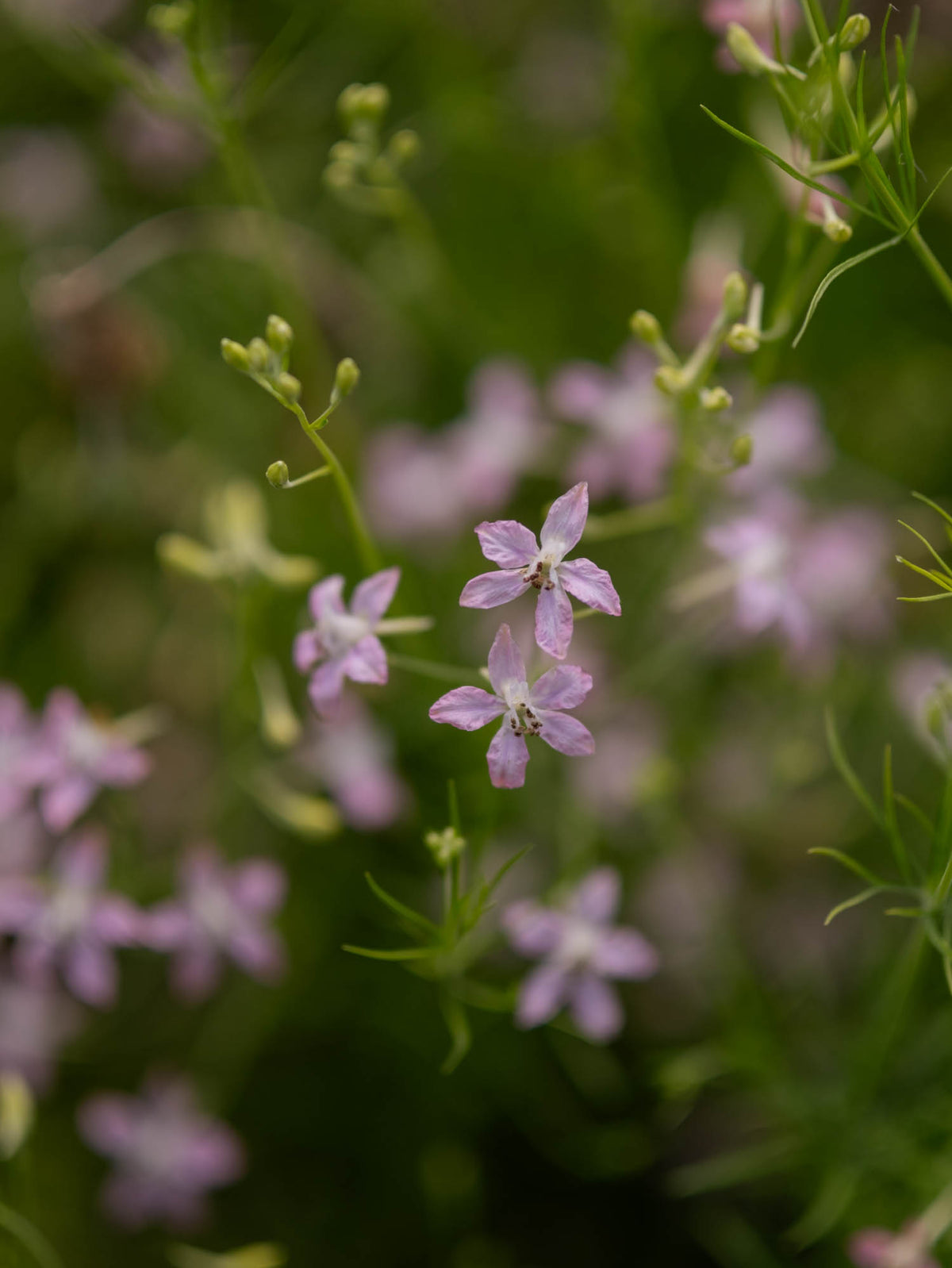 Larkspur - Cloud Pink