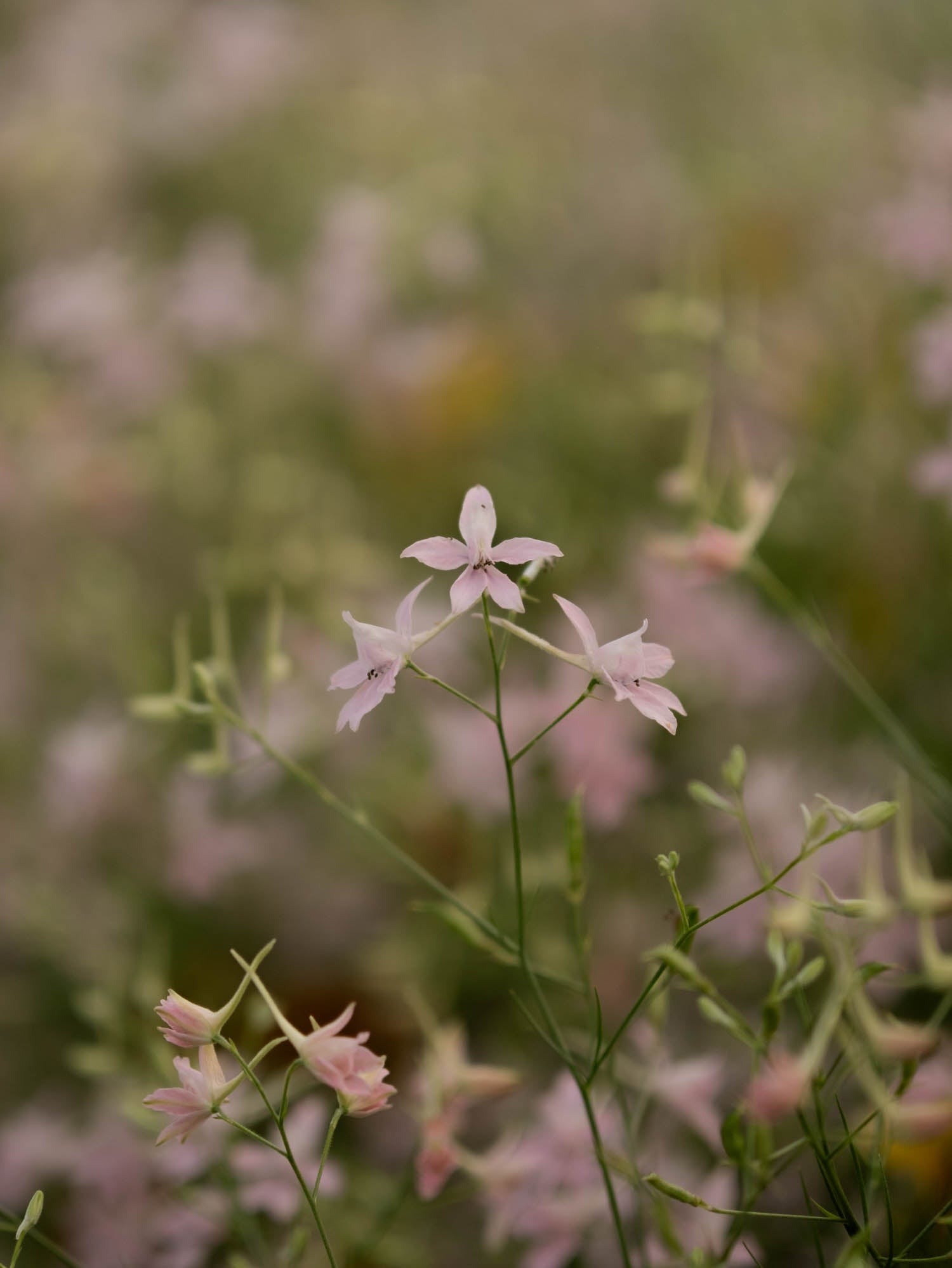 Larkspur - Cloud Pink