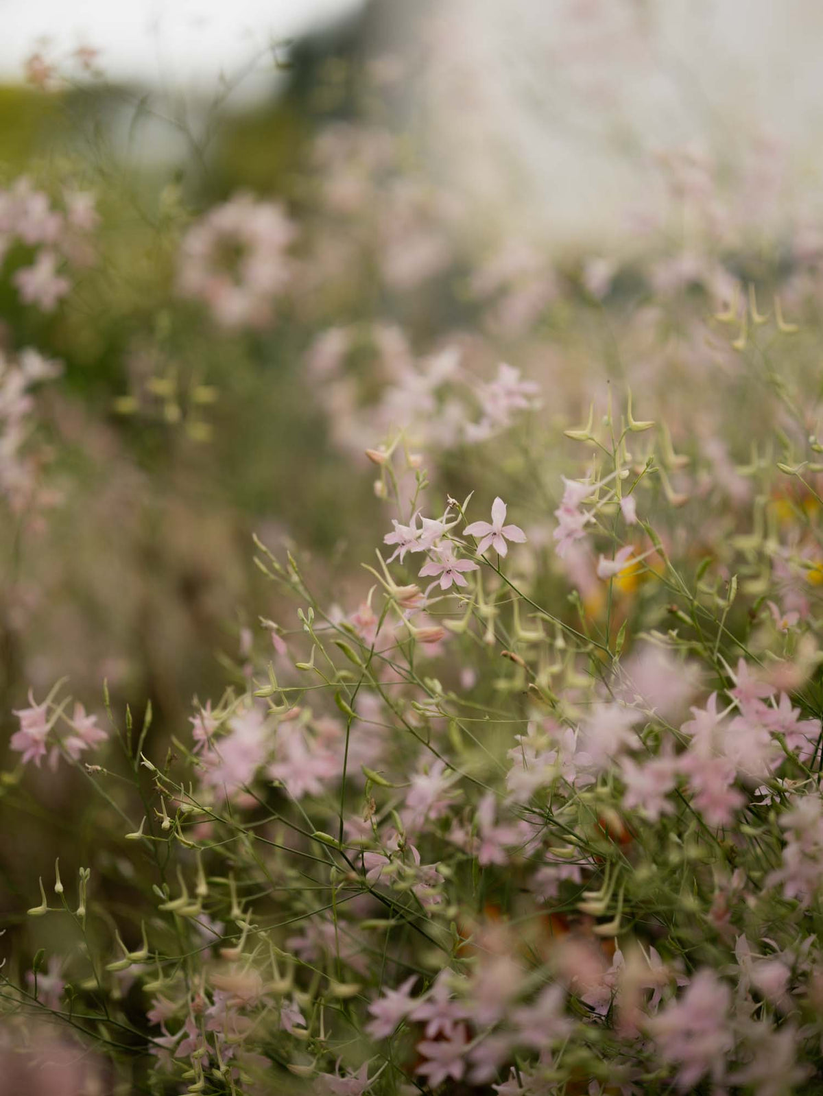 Larkspur - Cloud Pink