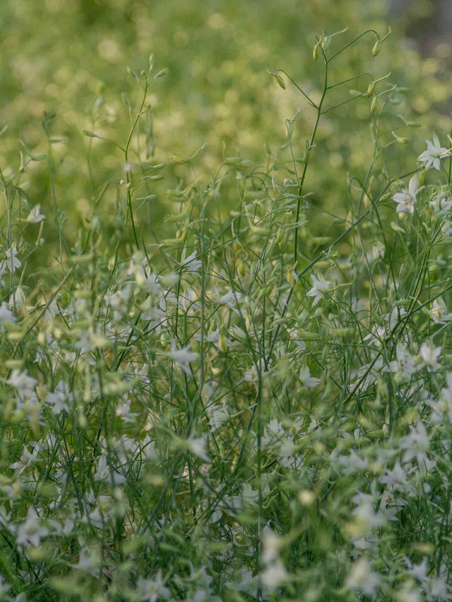 LARKSPUR - White Cloud - PLANTS