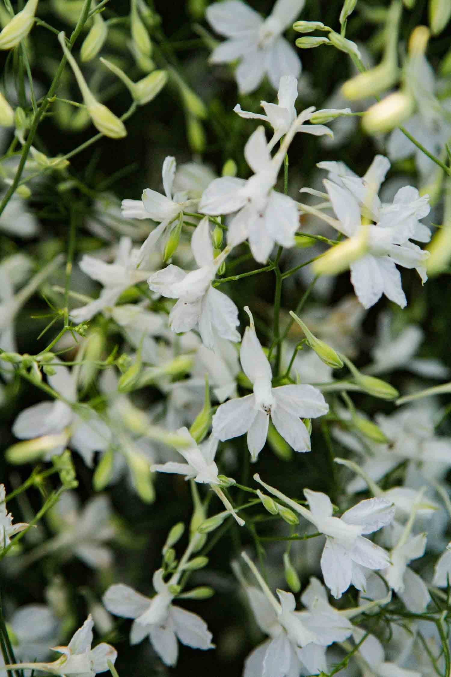 LARKSPUR - White Cloud - PLANTS