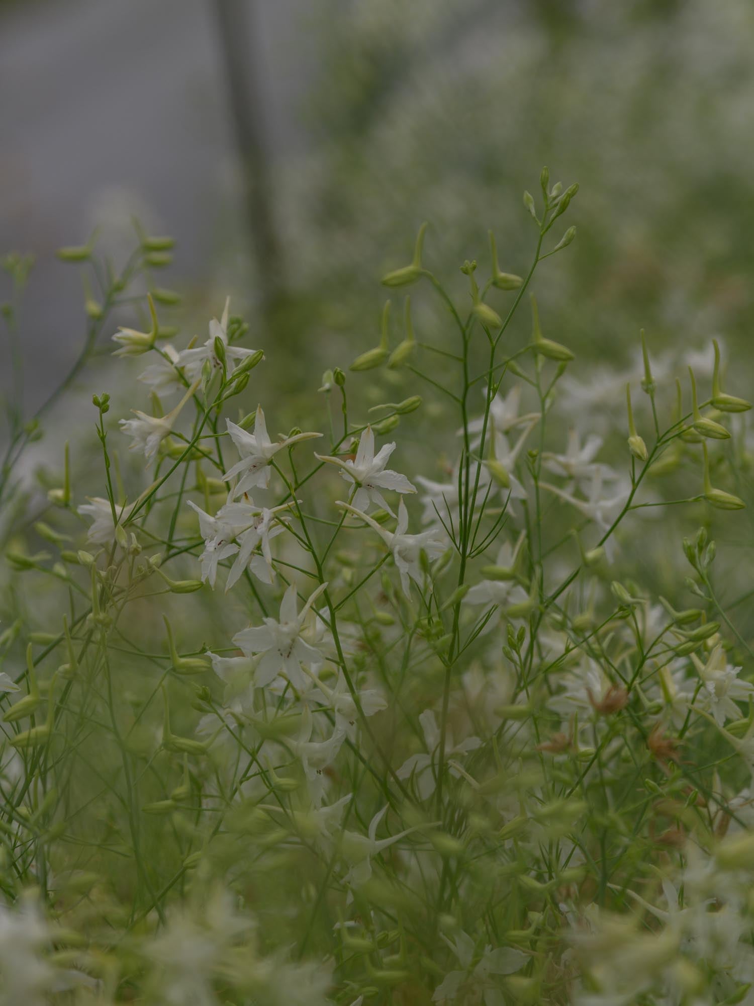 LARKSPUR - White Cloud - PLANTS