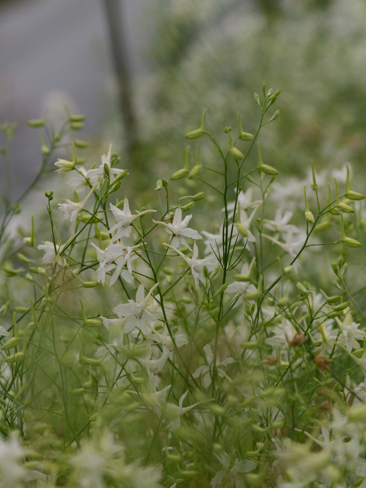 Larkspur - Cloud White
