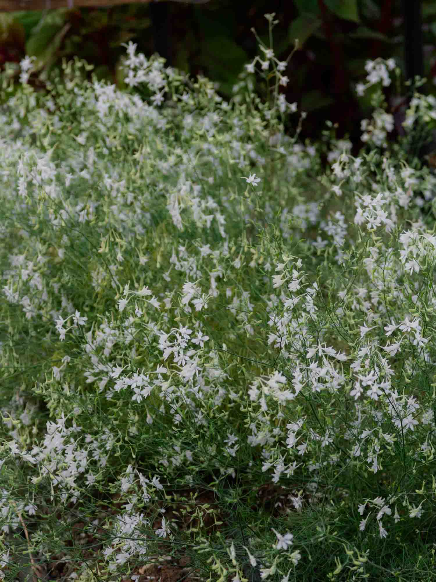 LARKSPUR - White Cloud - PLANTS