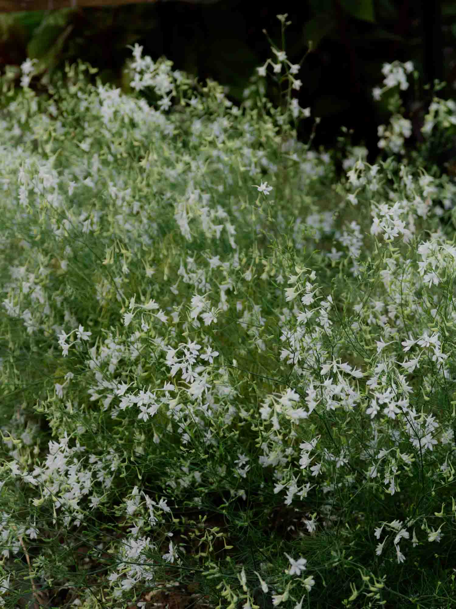 Larkspur - Cloud White