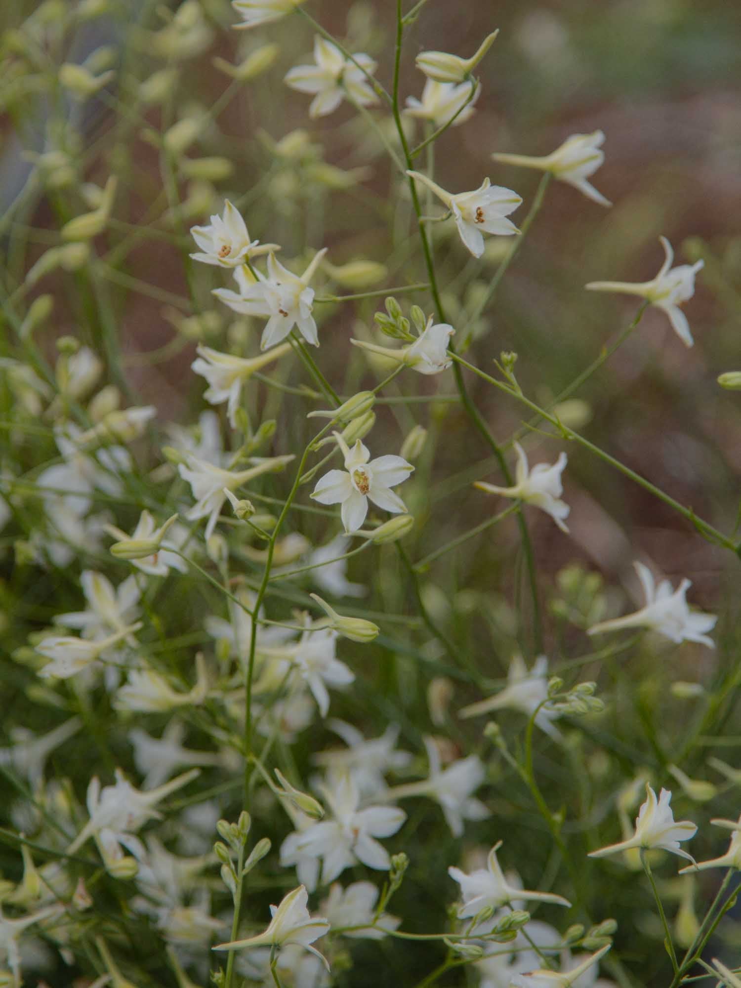 LARKSPUR - White Cloud - PLANTS