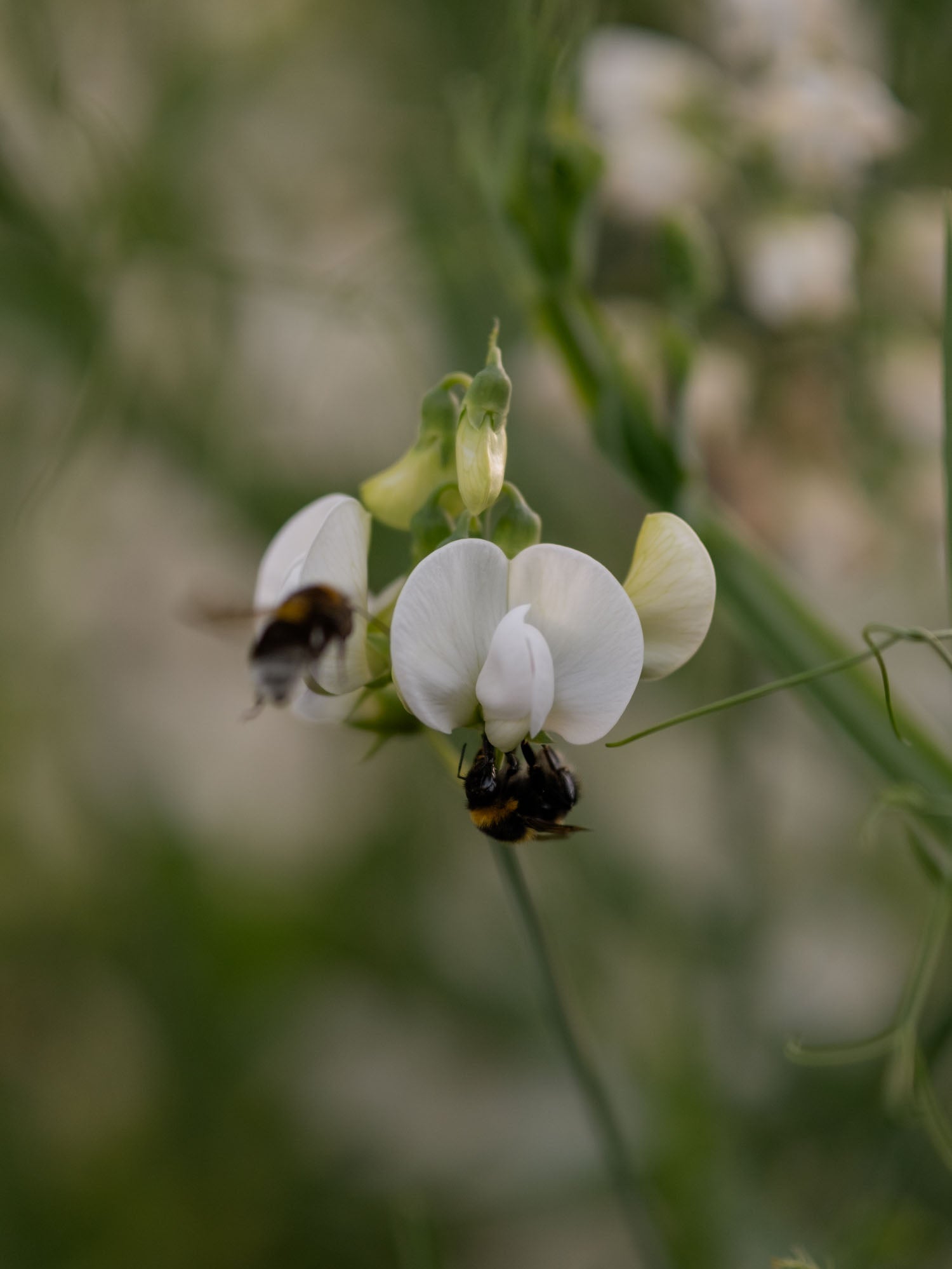 LATHYRUS latifolius - White Pearl - PLANTS