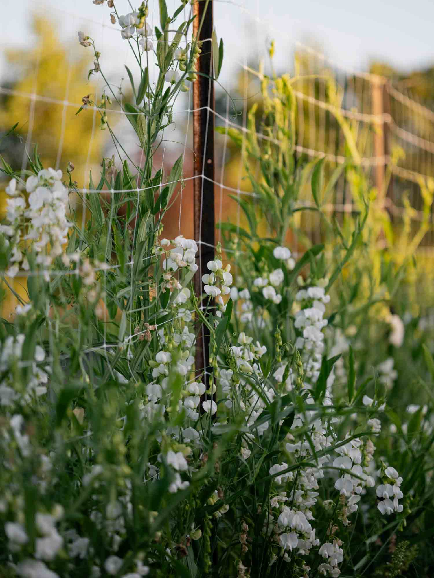 LATHYRUS latifolius - White Pearl - PLANTS