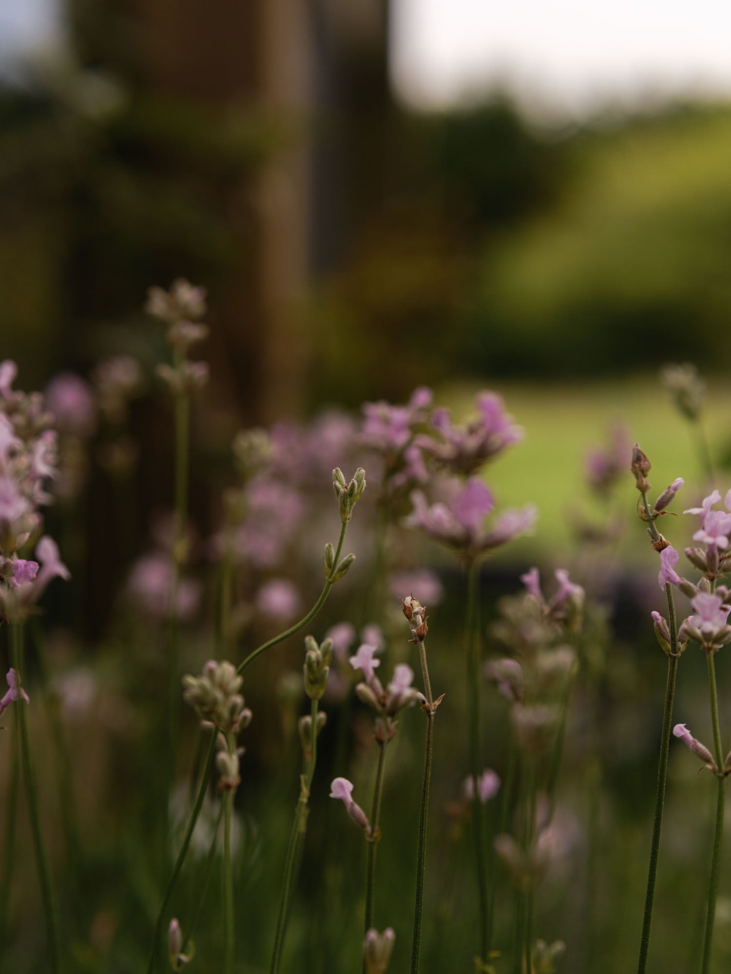 LAVENDER angustifolia - Ellagance Pink - PLANTS