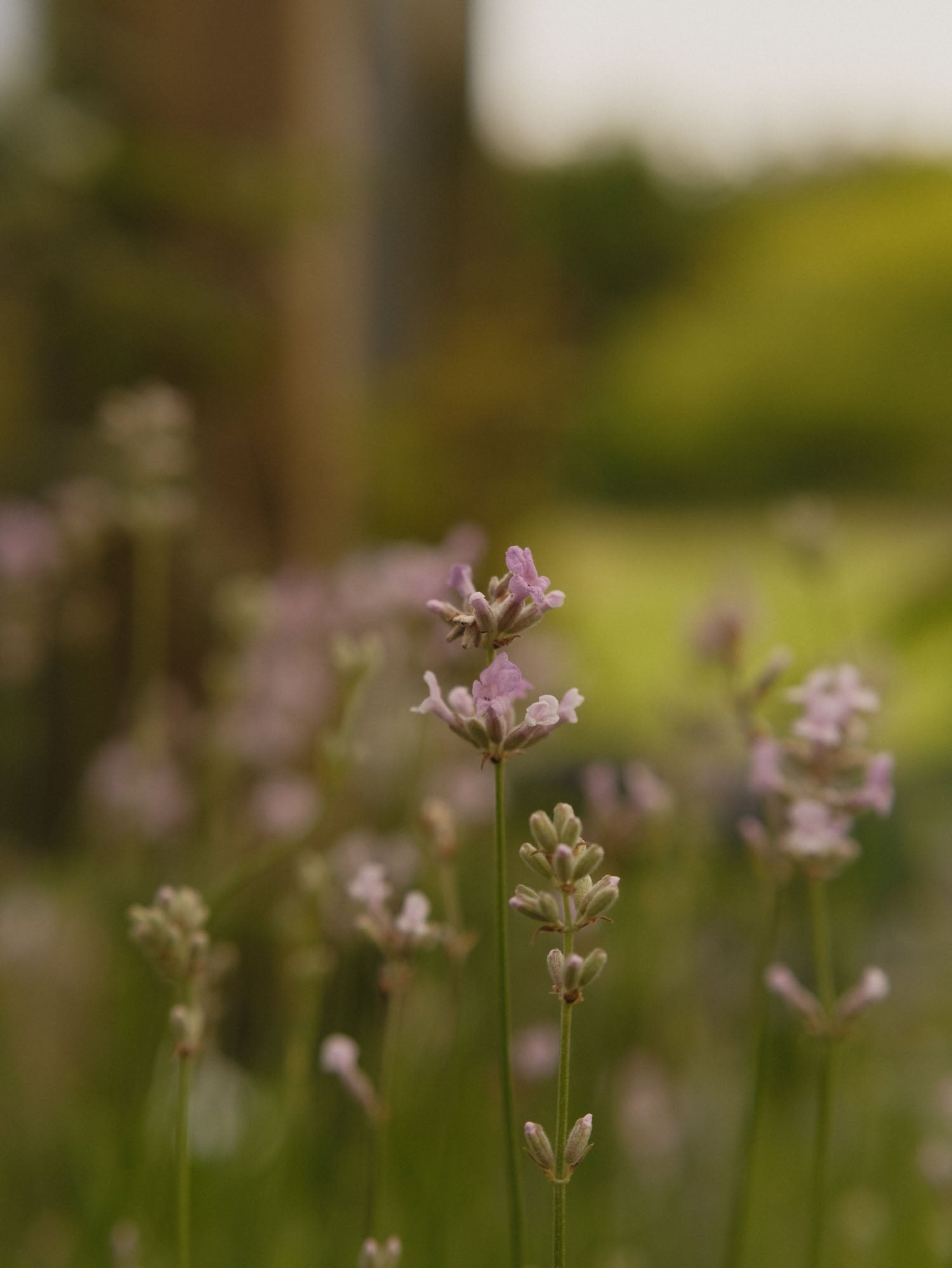 LAVENDER angustifolia - Ellagance Pink - PLANTS