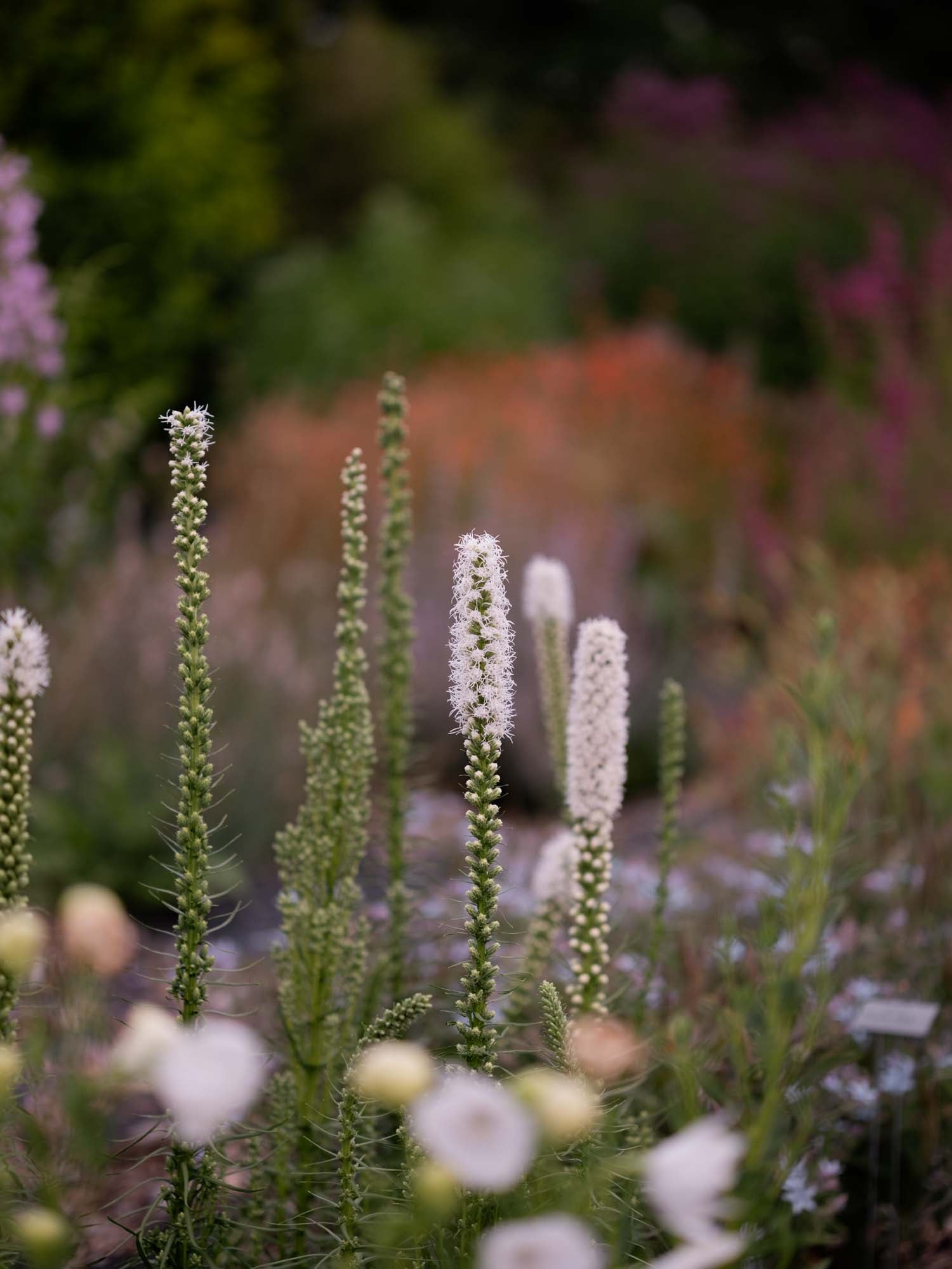LIATRIS - Floristan White - PLANTS