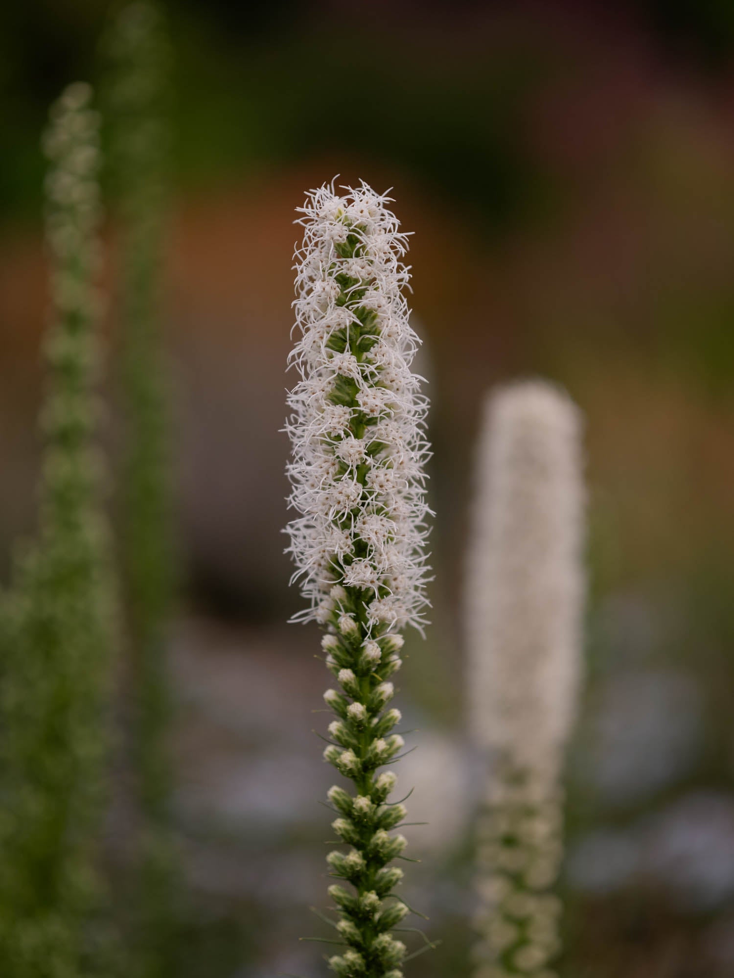 LIATRIS - Floristan White - PLANTS