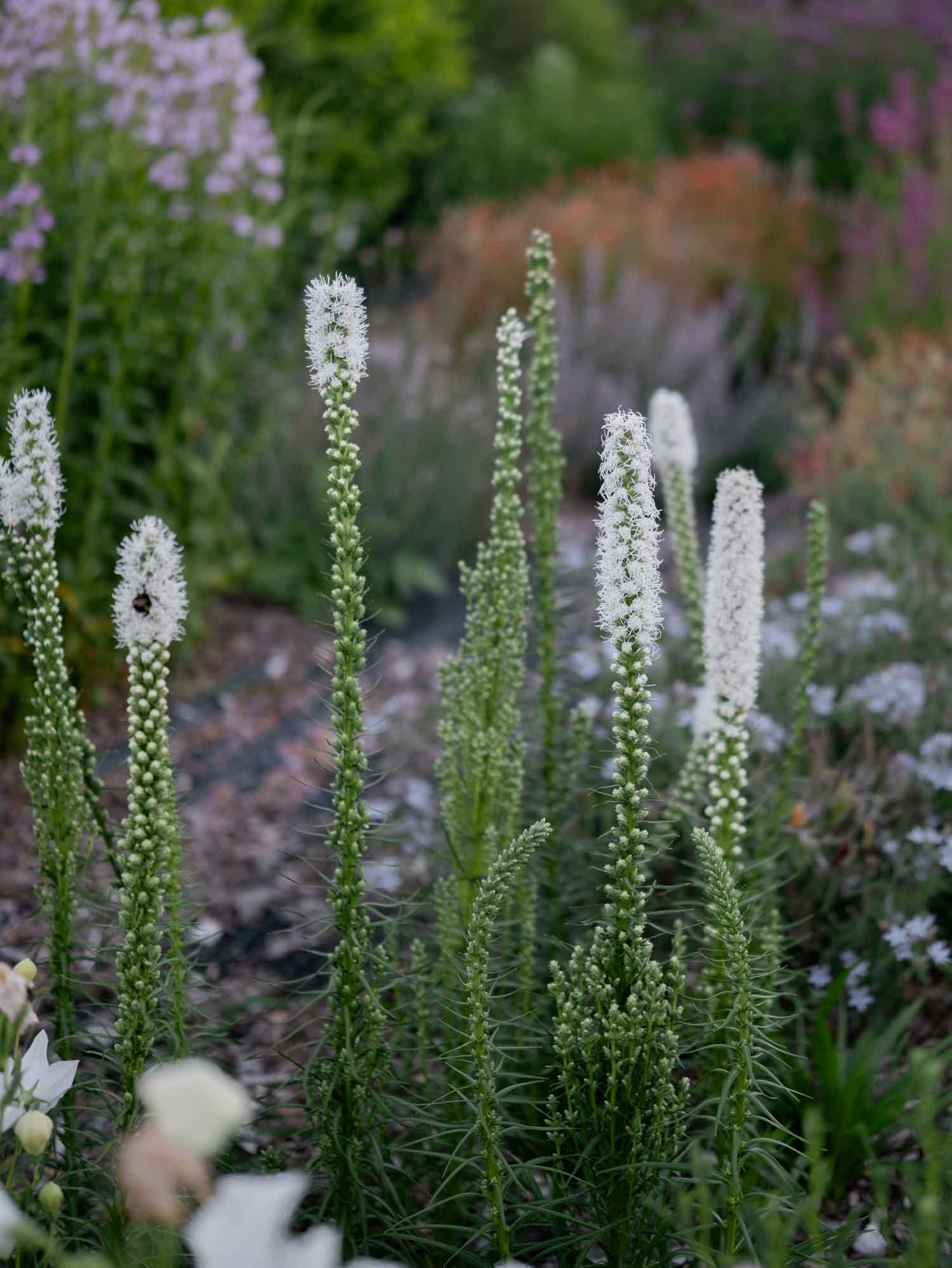 LIATRIS - Floristan White - PLANTS