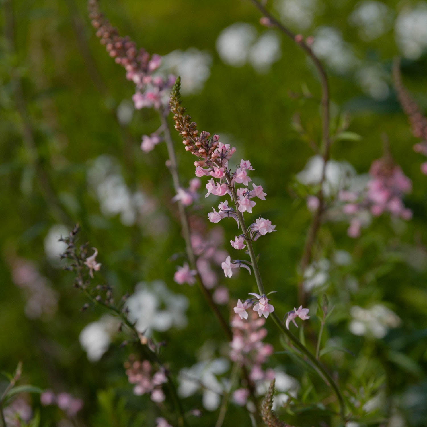 LINARIA - Canon Went - PLANTS