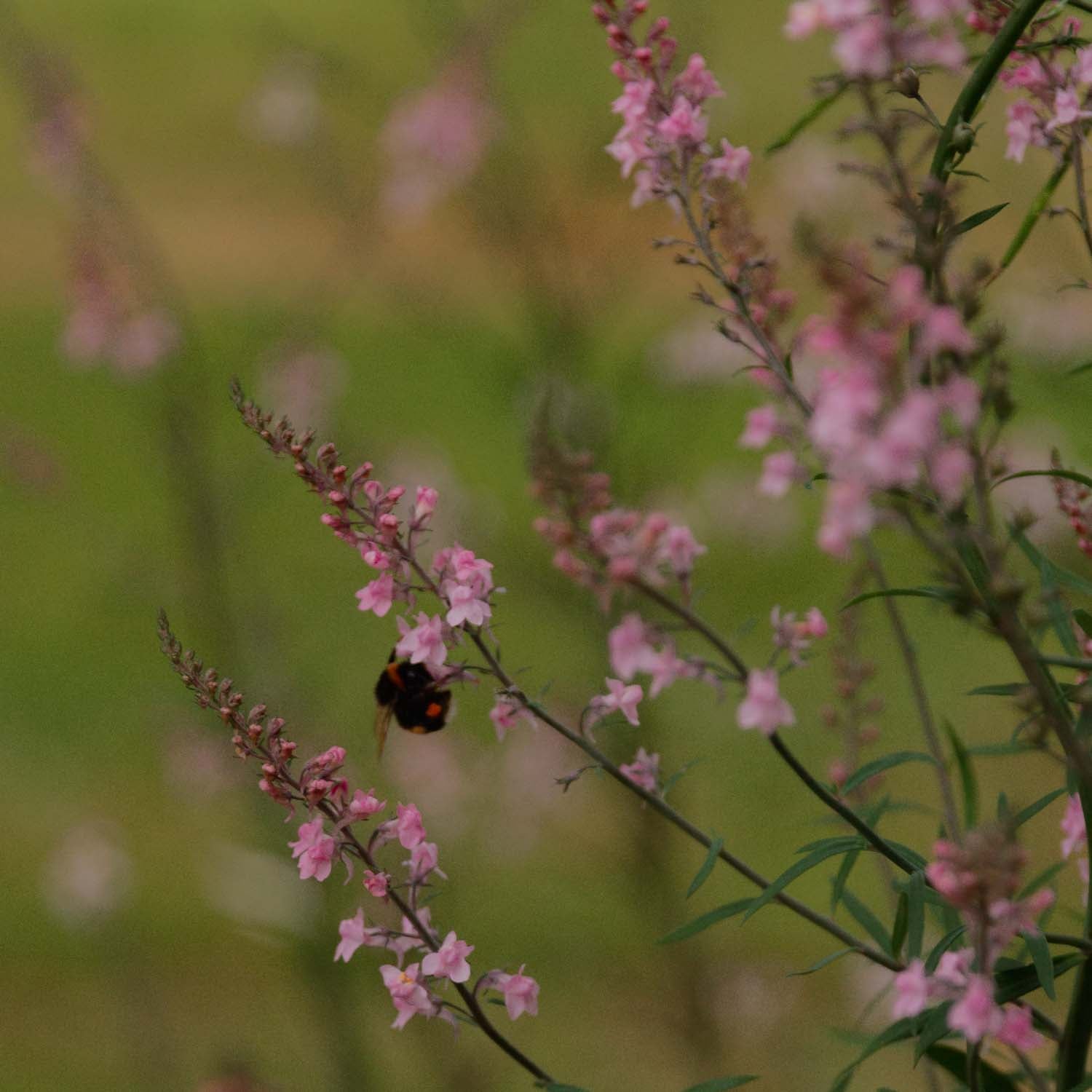 LINARIA - Canon Went - PLANTS