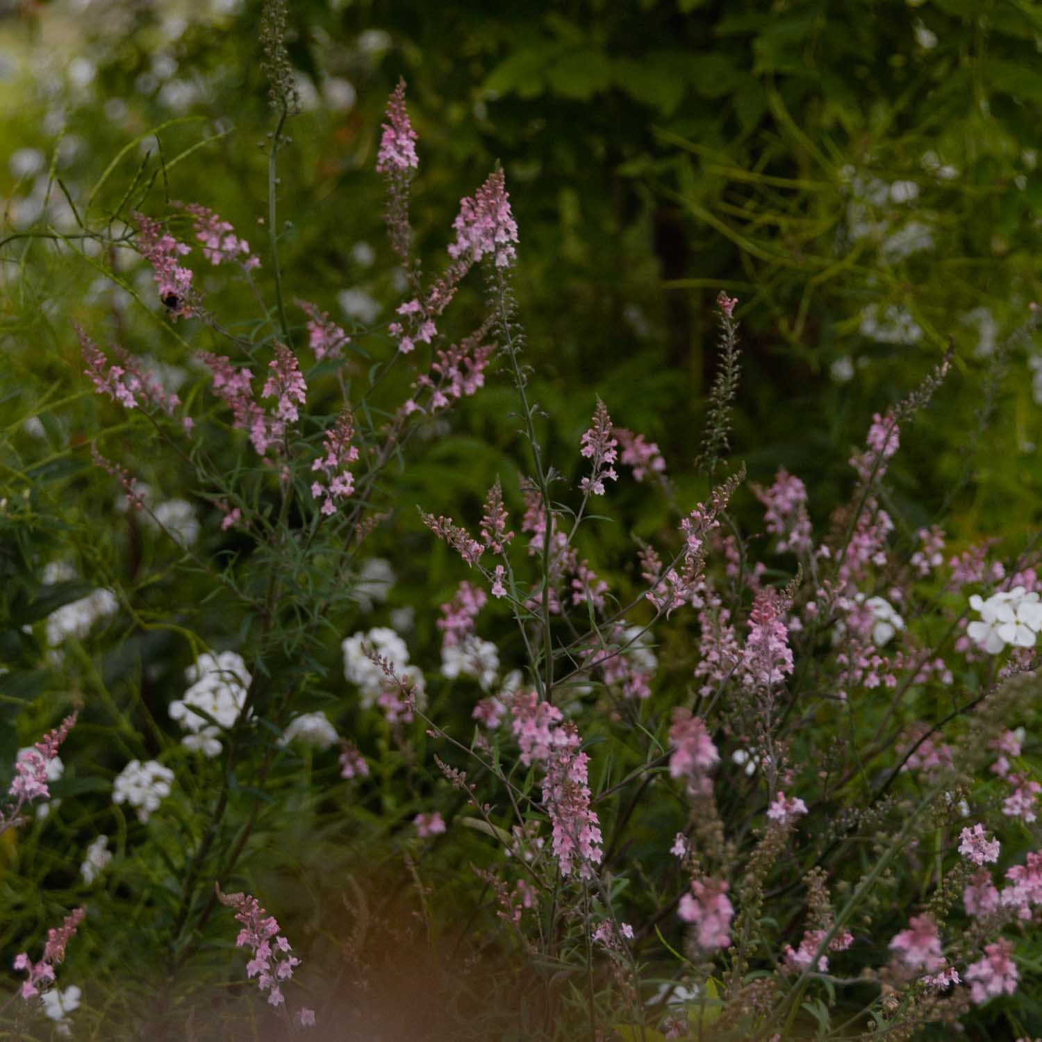 LINARIA - Canon Went - PLANTS