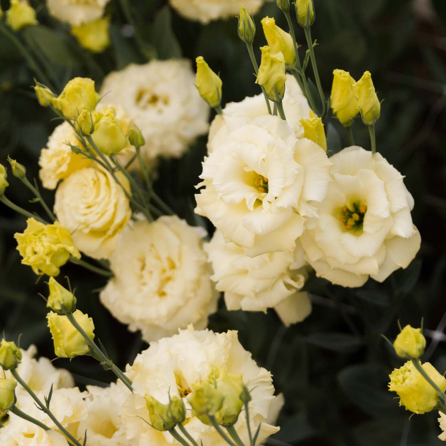 Lisianthus - Voyage YELLOW - PLANTS