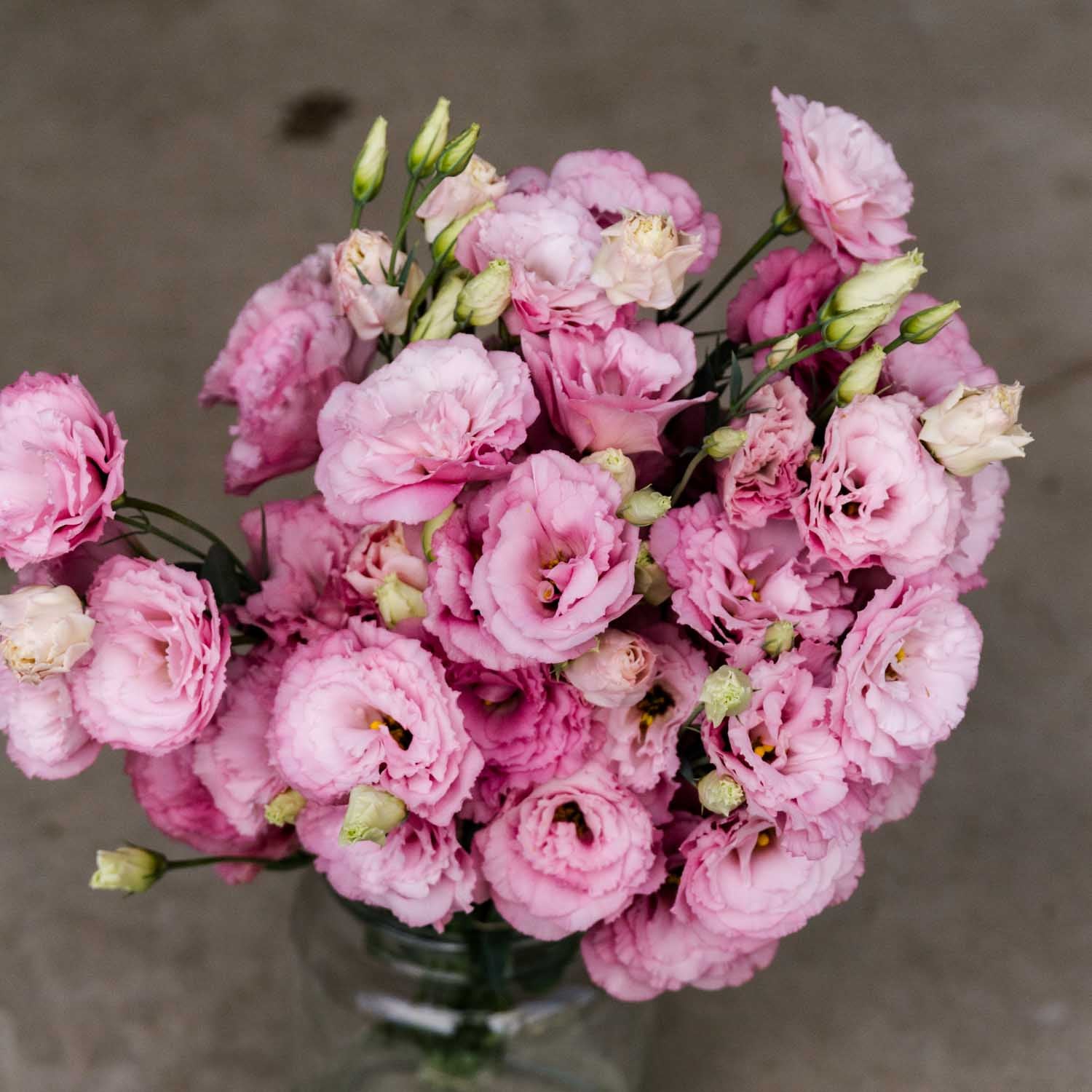 Lisianthus - ABC Deep Rose - PLANTS