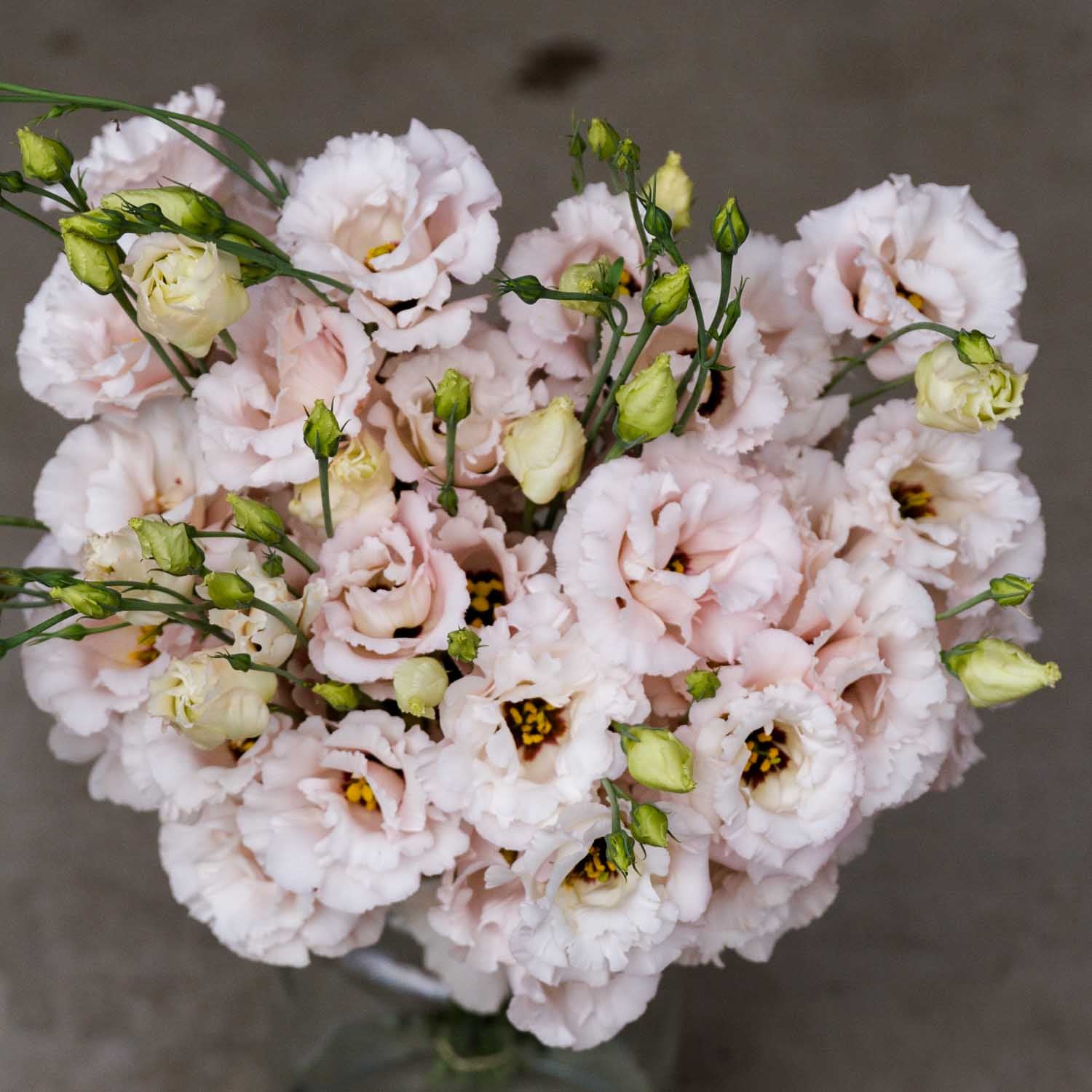 Lisianthus - Corelli LIGHT PINK - PLANTS