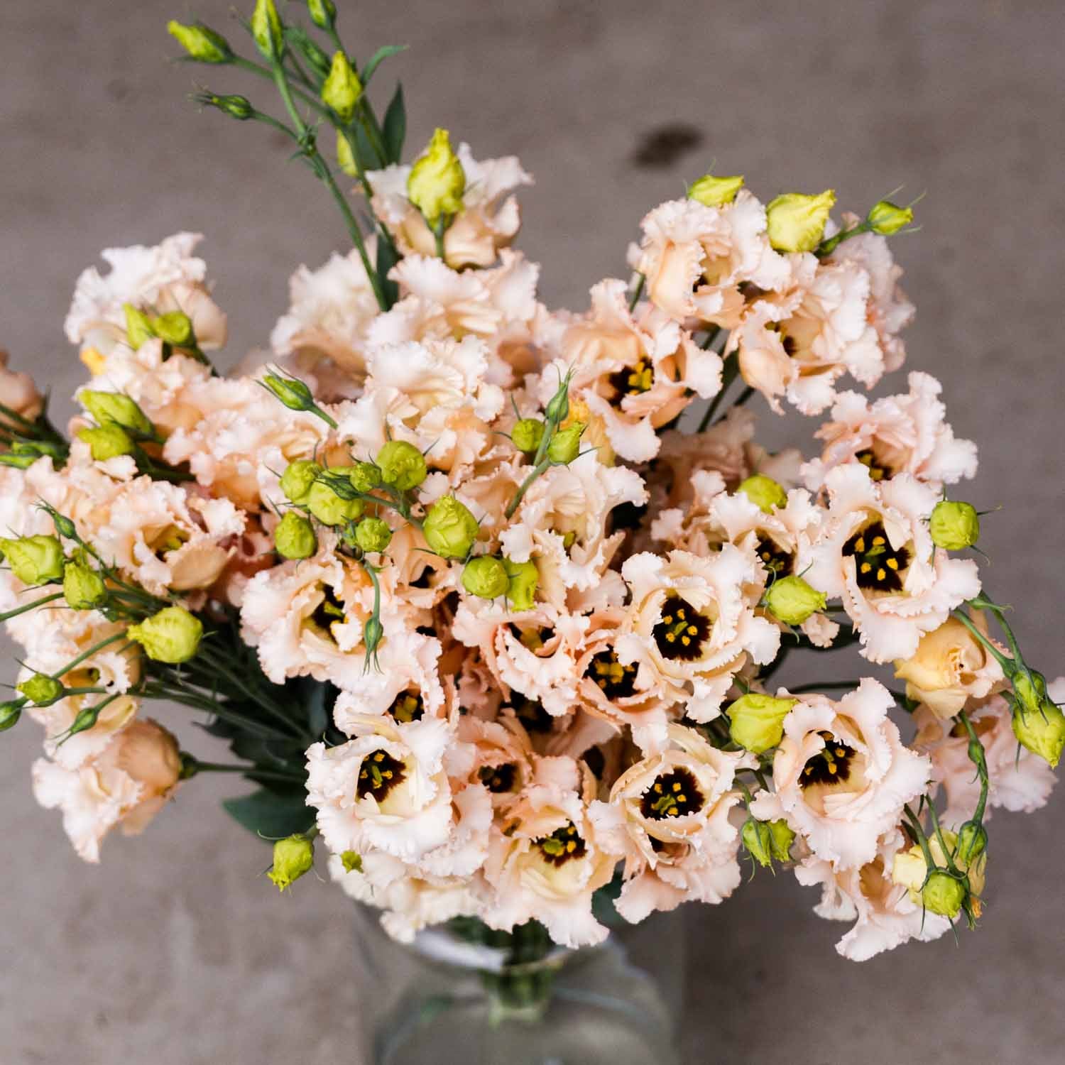 Lisianthus - FALDA Light Apricot - PLANTS