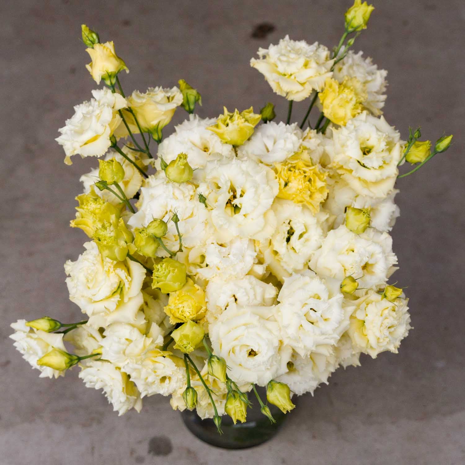 Lisianthus - Voyage YELLOW - PLANTS