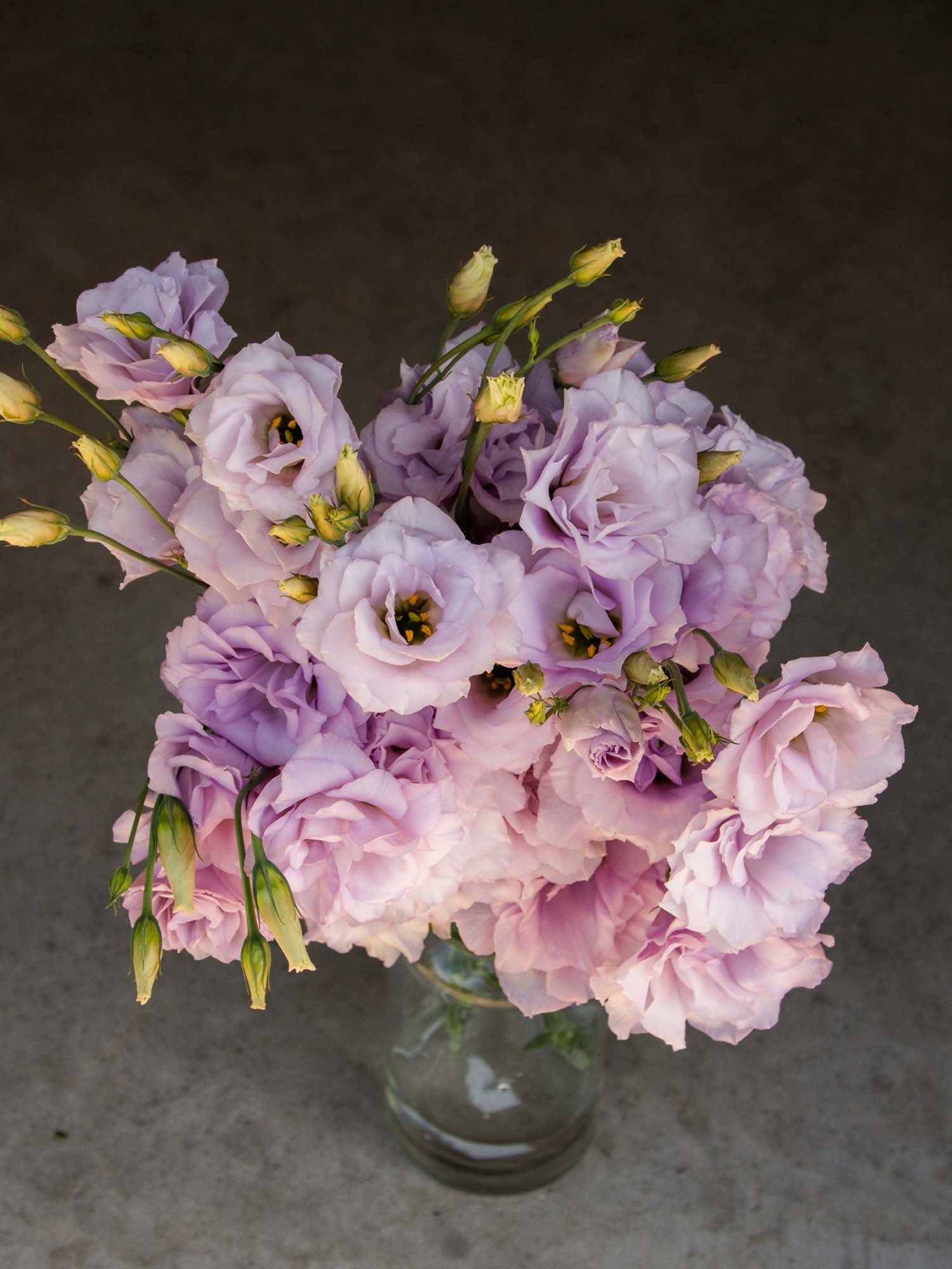 Lisianthus - Voyage Lavender - PLANTS