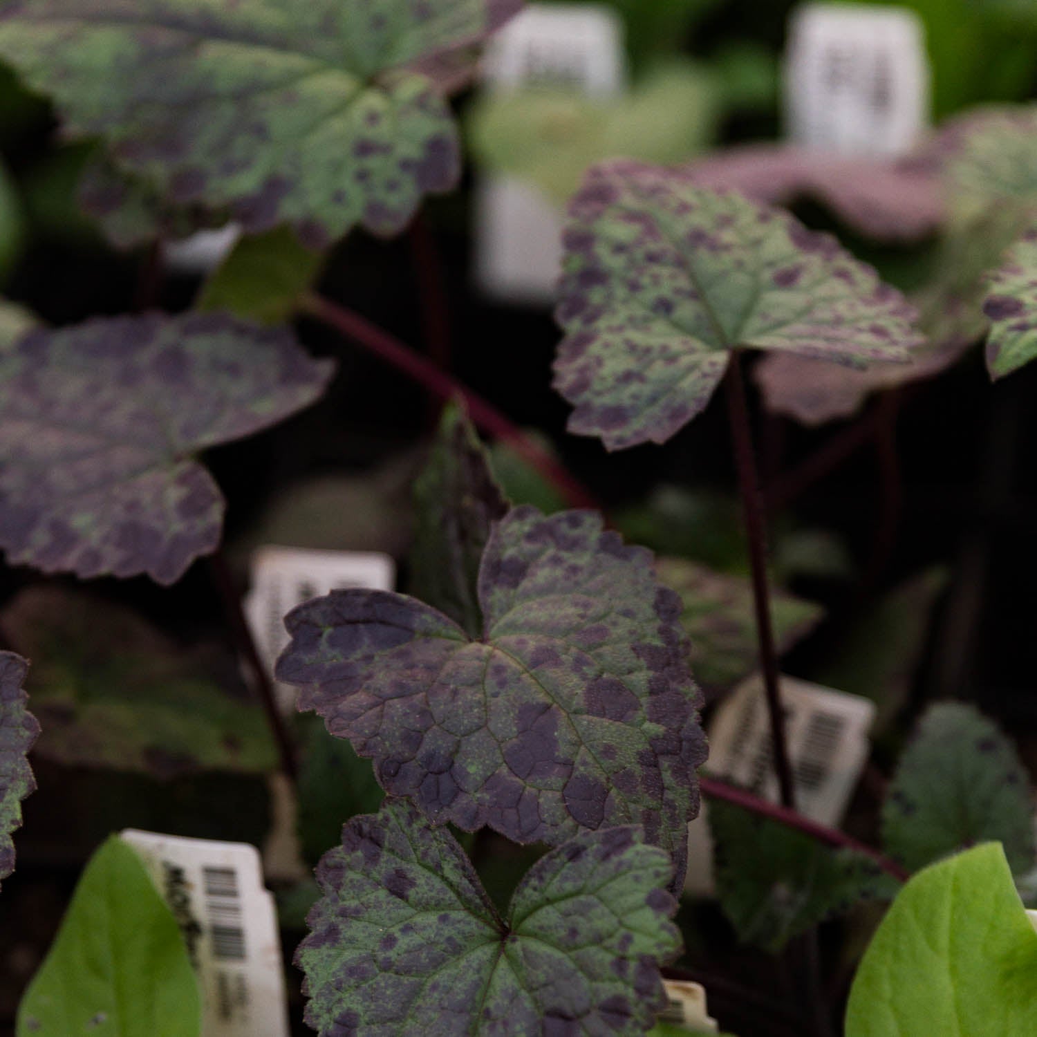 LUNARIA - Chedglow Honesty - PLANTS