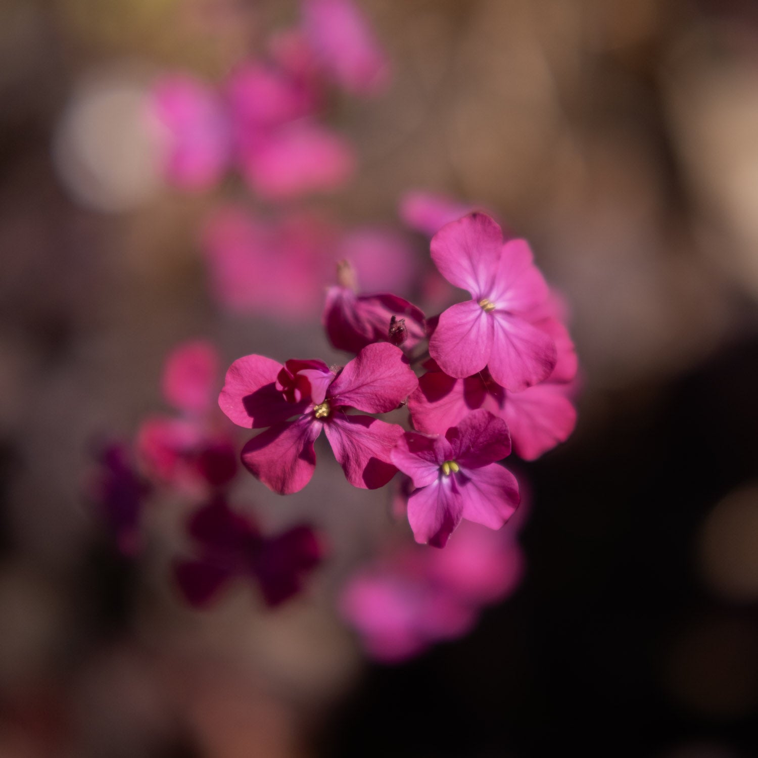 LUNARIA - Chedglow Honesty - PLANTS