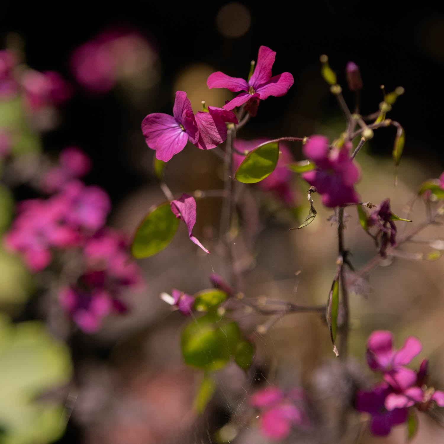 LUNARIA - Chedglow Honesty - PLANTS