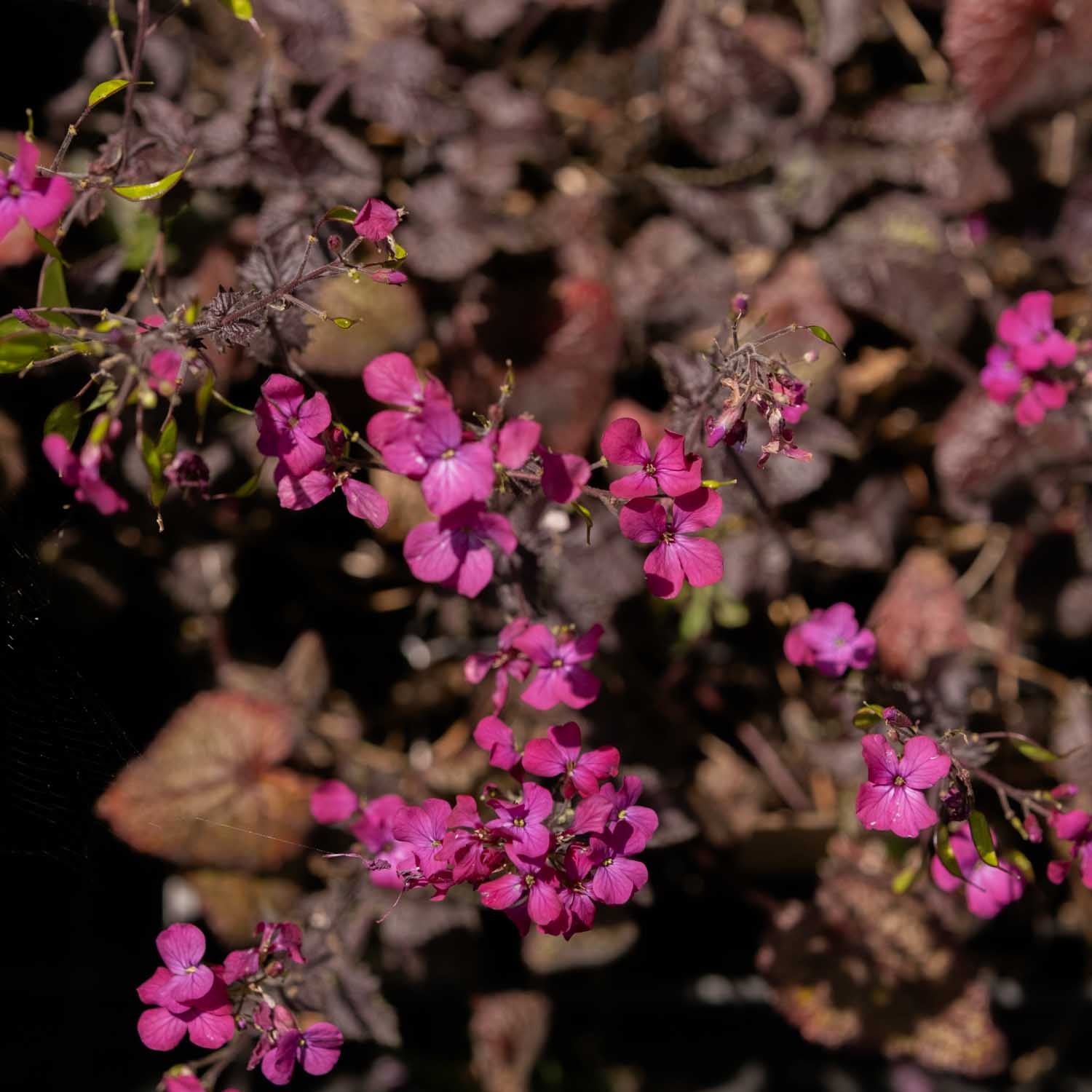 LUNARIA - Chedglow Honesty - PLANTS